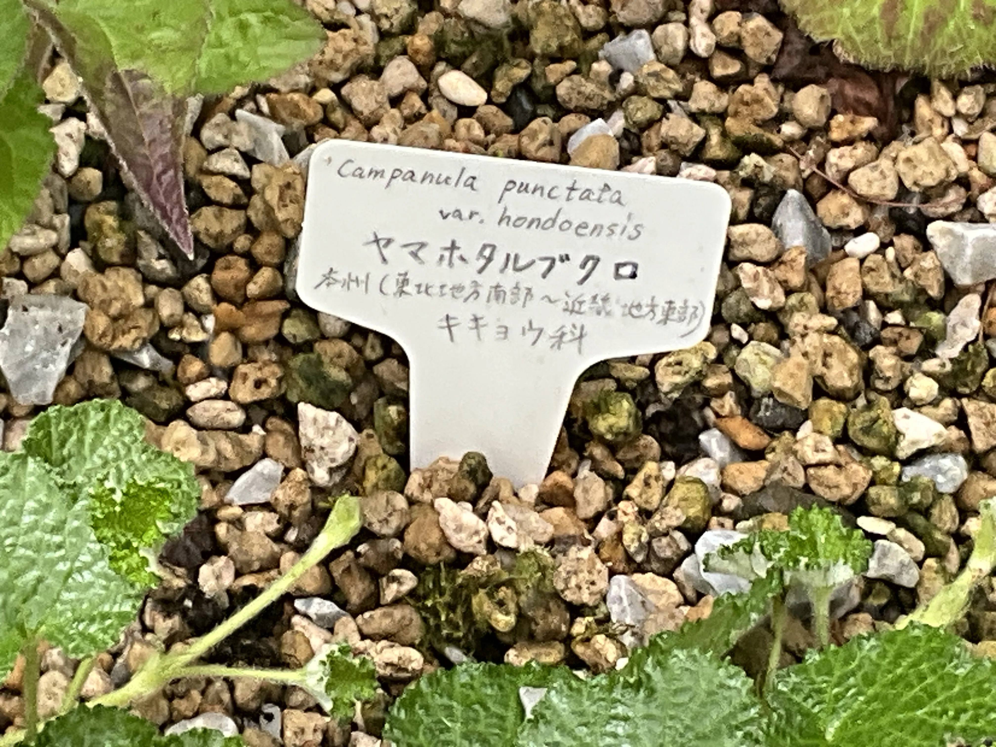 ヤマホタルブクロ（京都府立植物園）：2026年5月30日（土）｜藤井秀昭