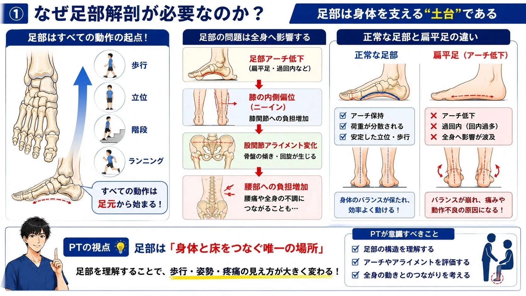 PT学生向け】足部解剖と筋肉をわかりやすく解説｜歩行が見えてくる基礎