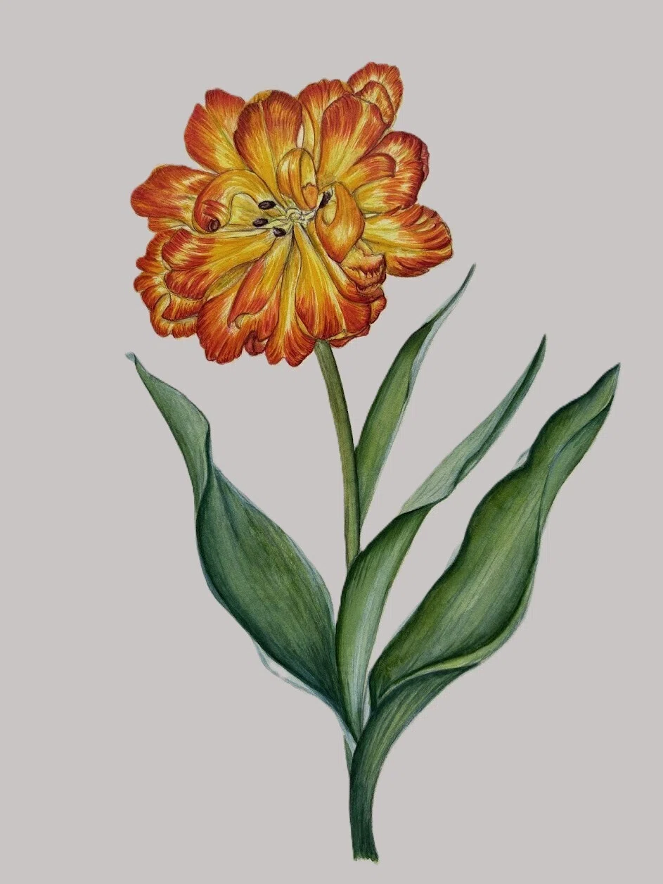植物画・ボタニカルアート】モンテオレンジ～華やかなチューリップ｜かりあ