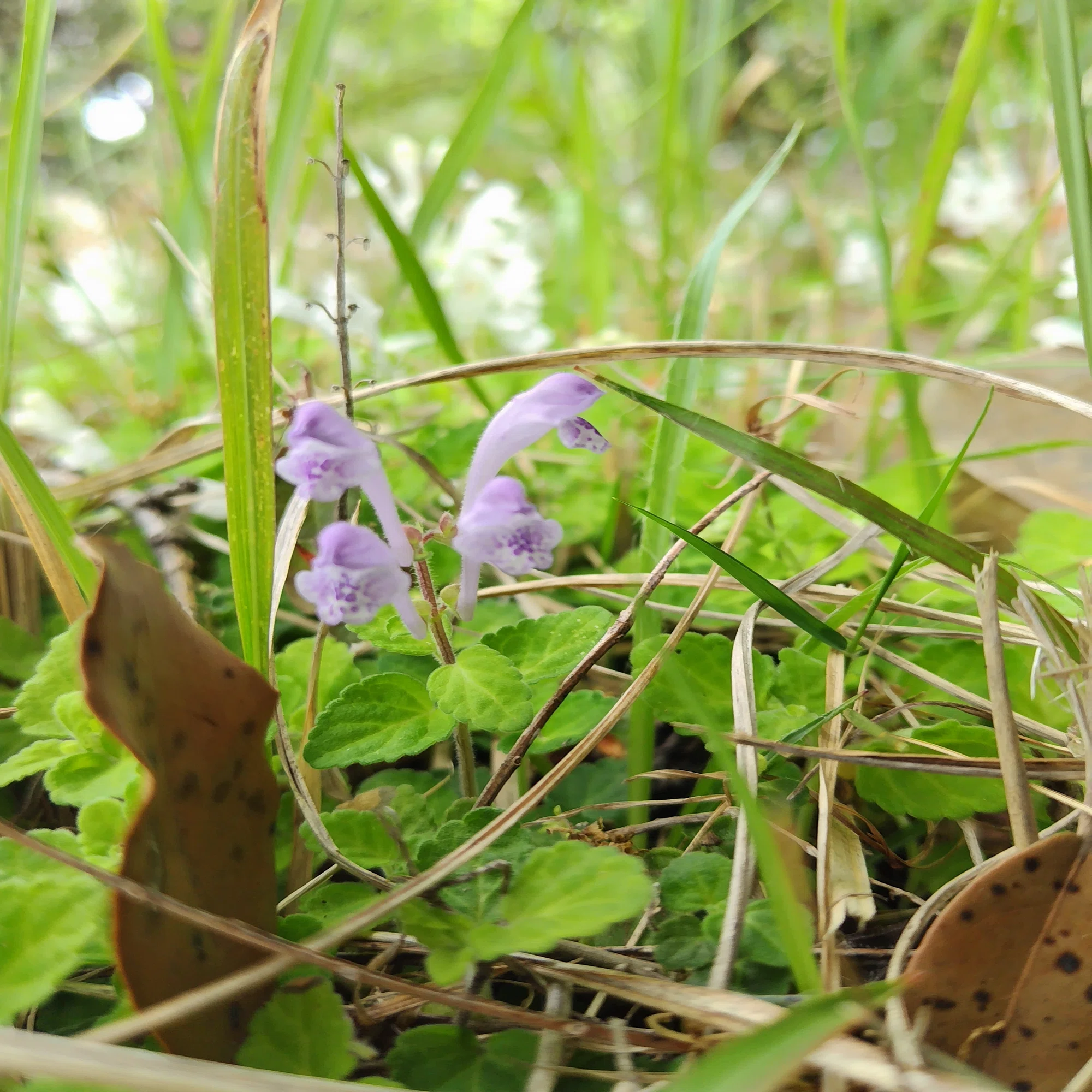 生物教師の植物日記「シロバナタツナミソウ」｜うらちゃん｜ICTが少し 