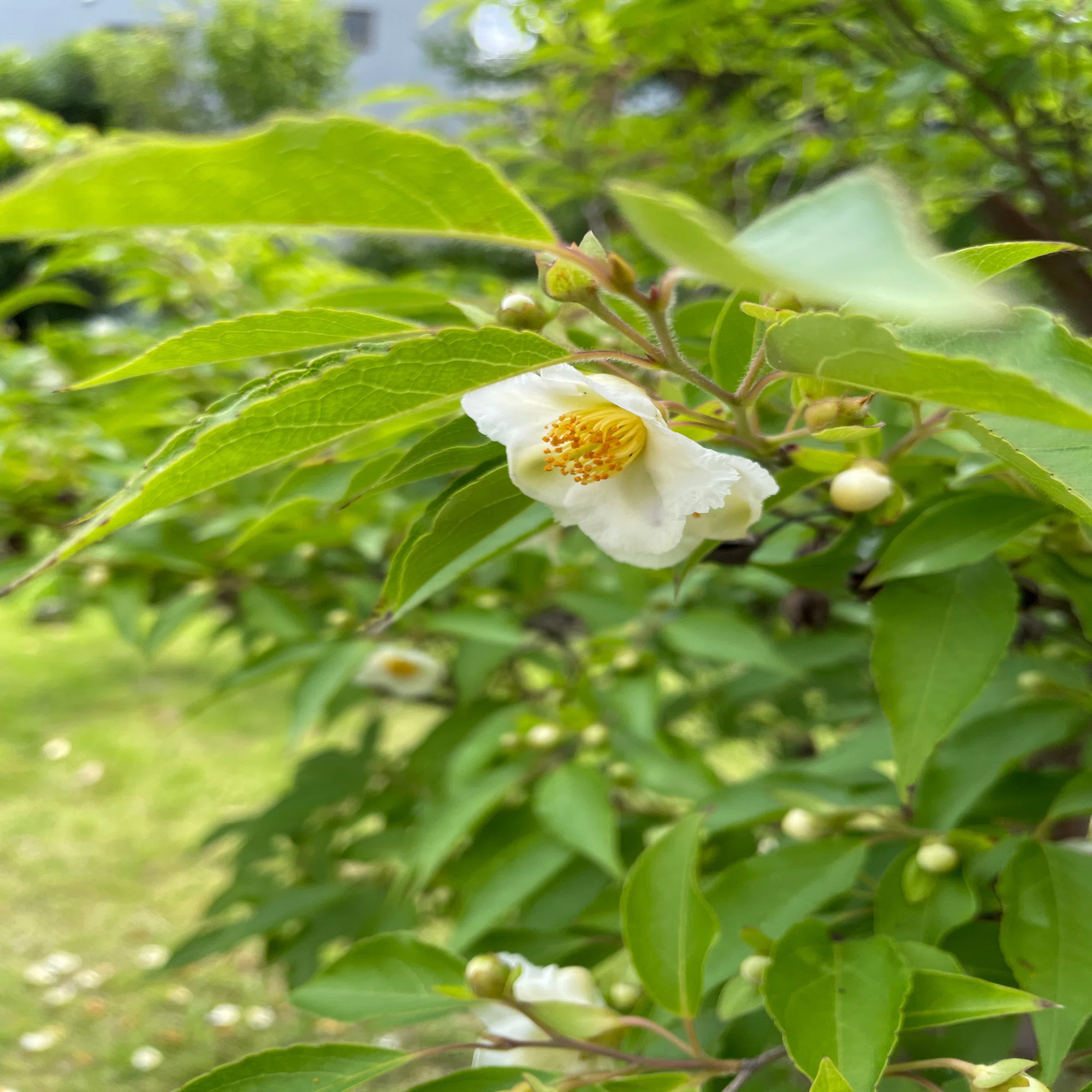 5月後半～6月の街角お花リレー｜花と日々 yas