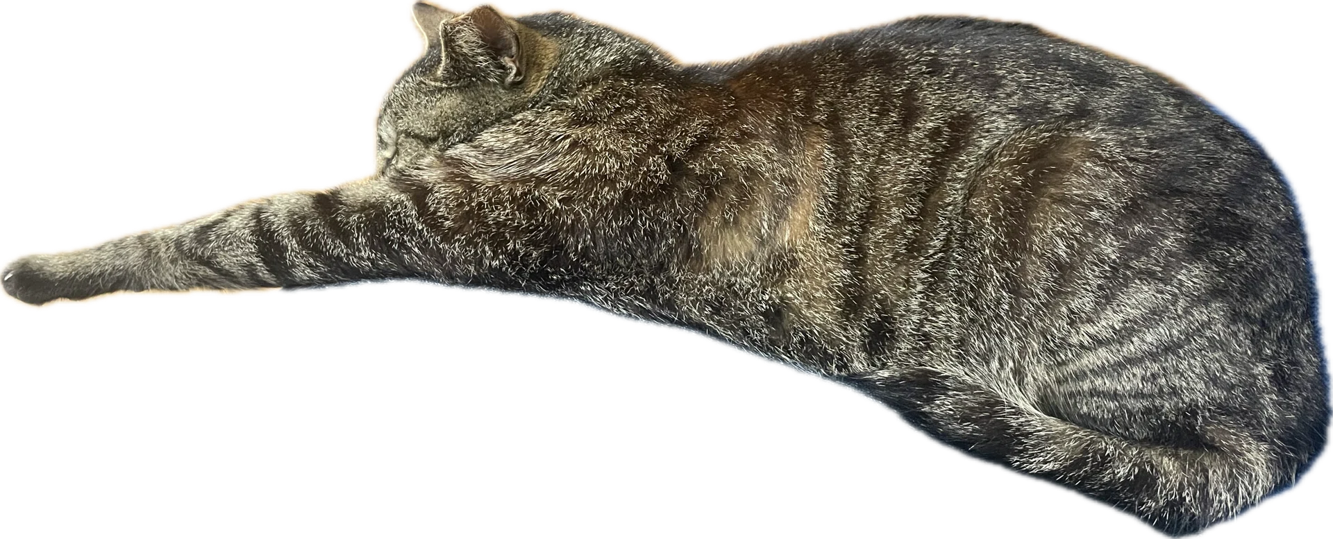 ねこまる。 3行日記 ステッカー｜ねこまる