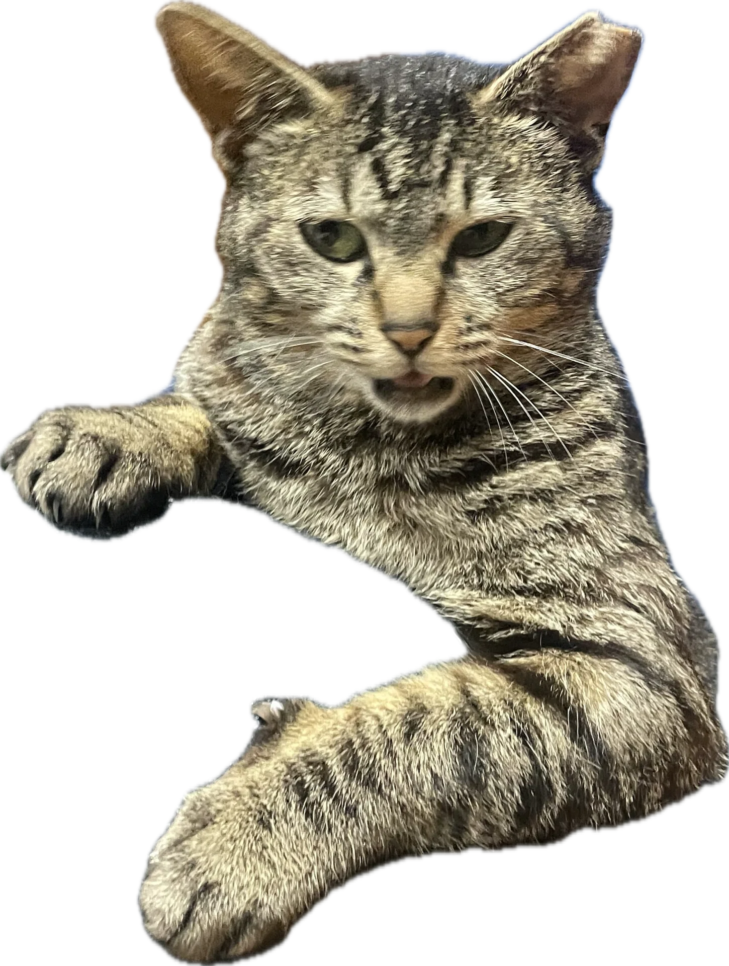 3行日記 ステッカー｜ねこまる