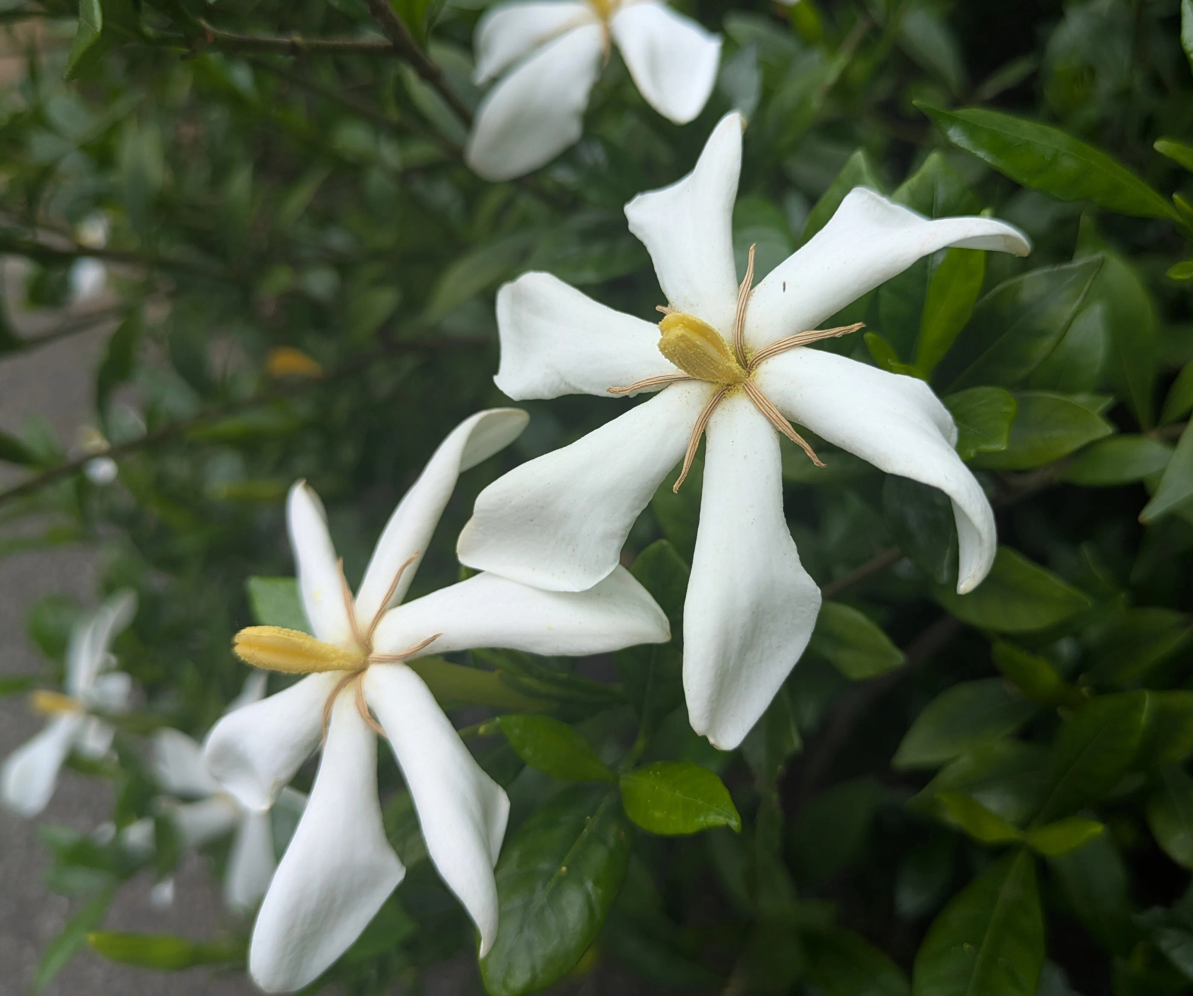 クチナシ＜梔子：common gardenia＞（Gardenia jasminoides）｜みるふぃ