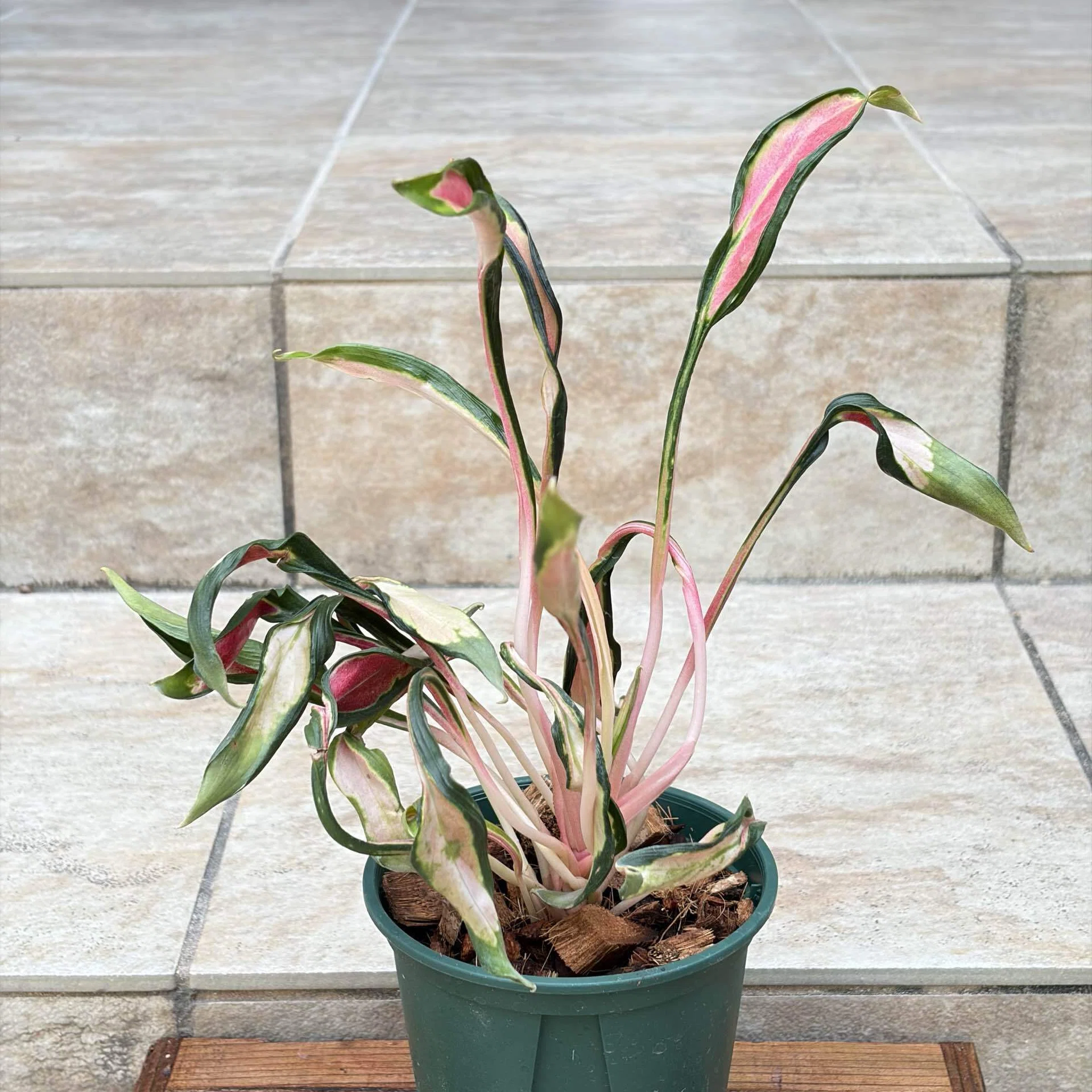 花屋店員の植物紹介】アグラオネマ メデューサ｜Botanical Hub Ichika