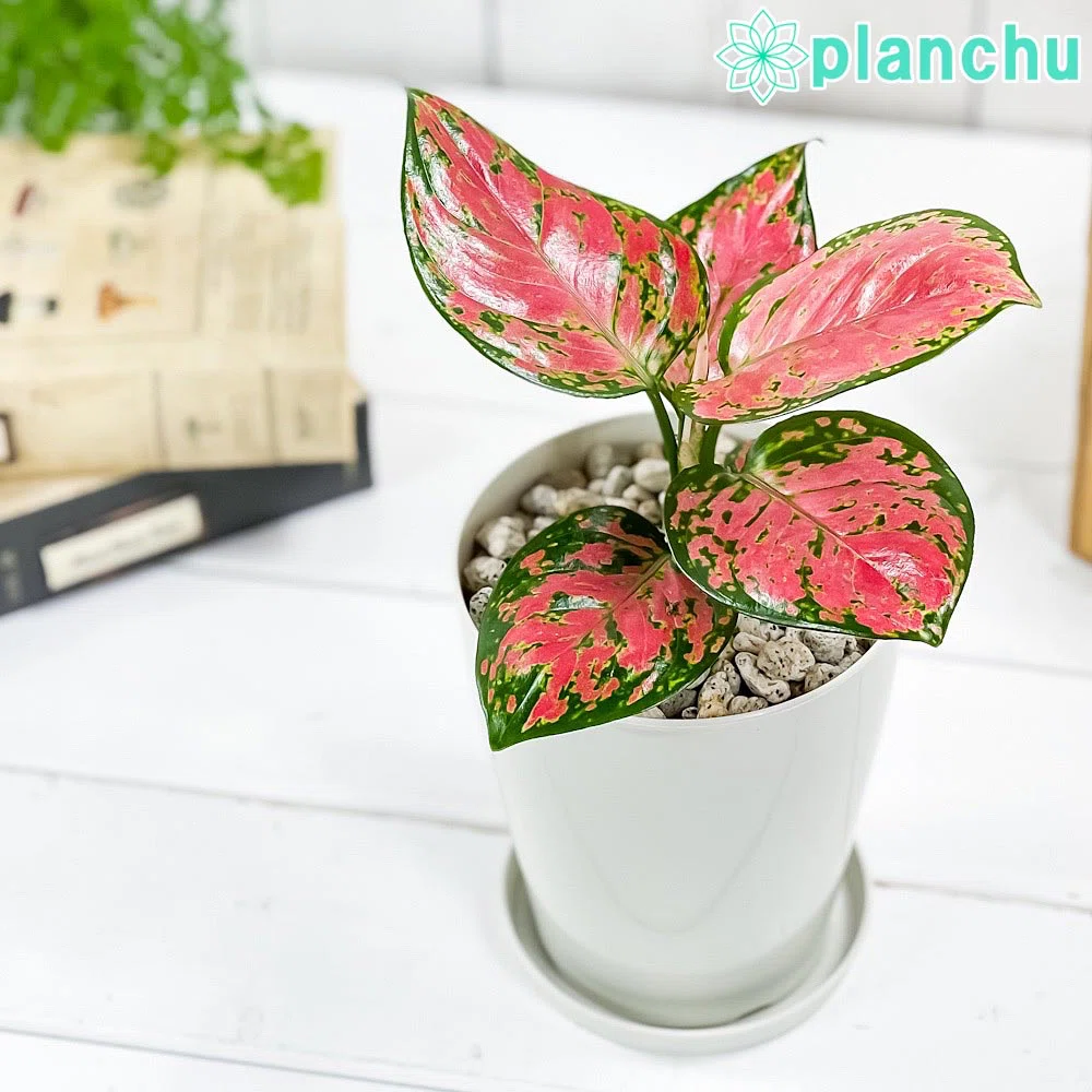 花屋店員の植物紹介】アグラオネマ メデューサ｜僕の日記 ｜ みっちー