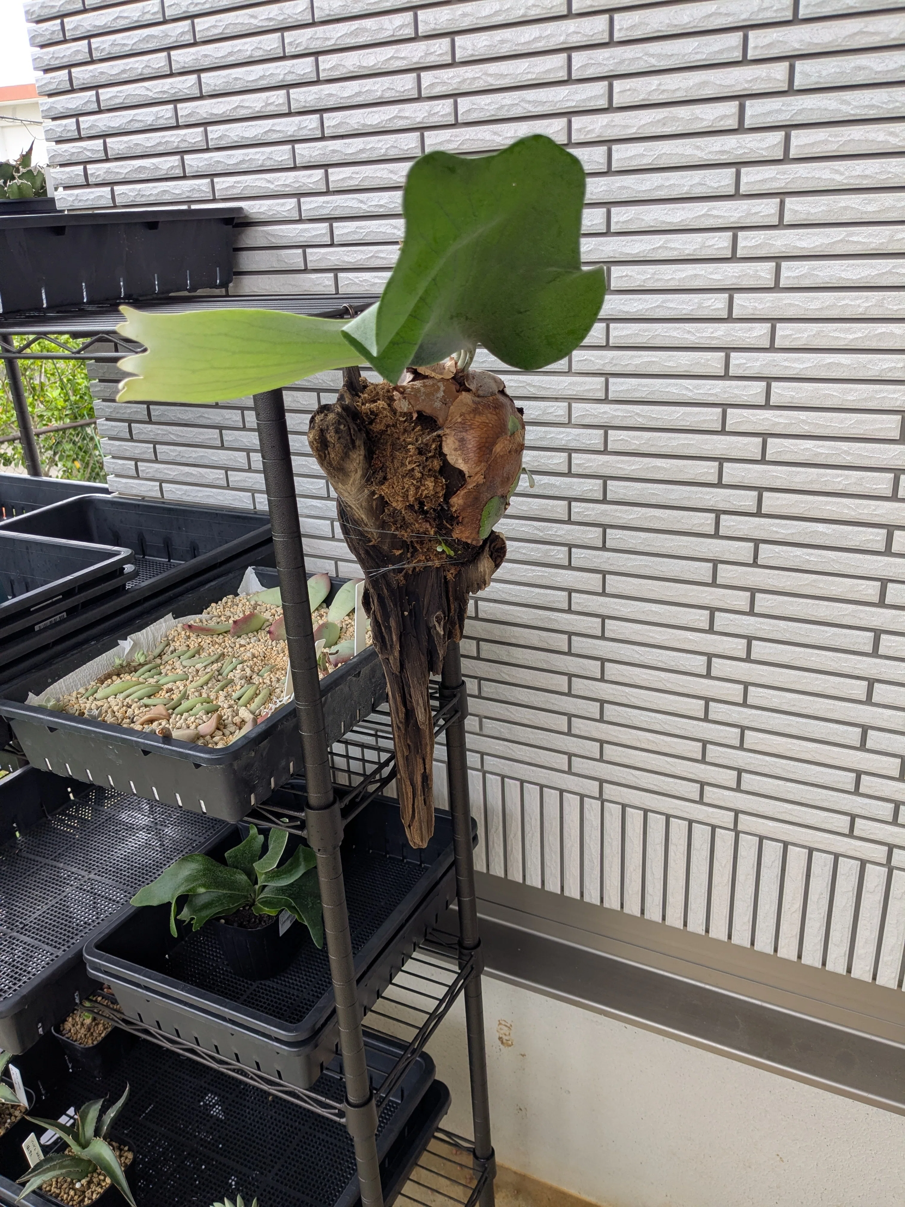 芽吹き 4 ｜ 流木に仕立てたビカクシダの嬉しい変化｜島風プランツ