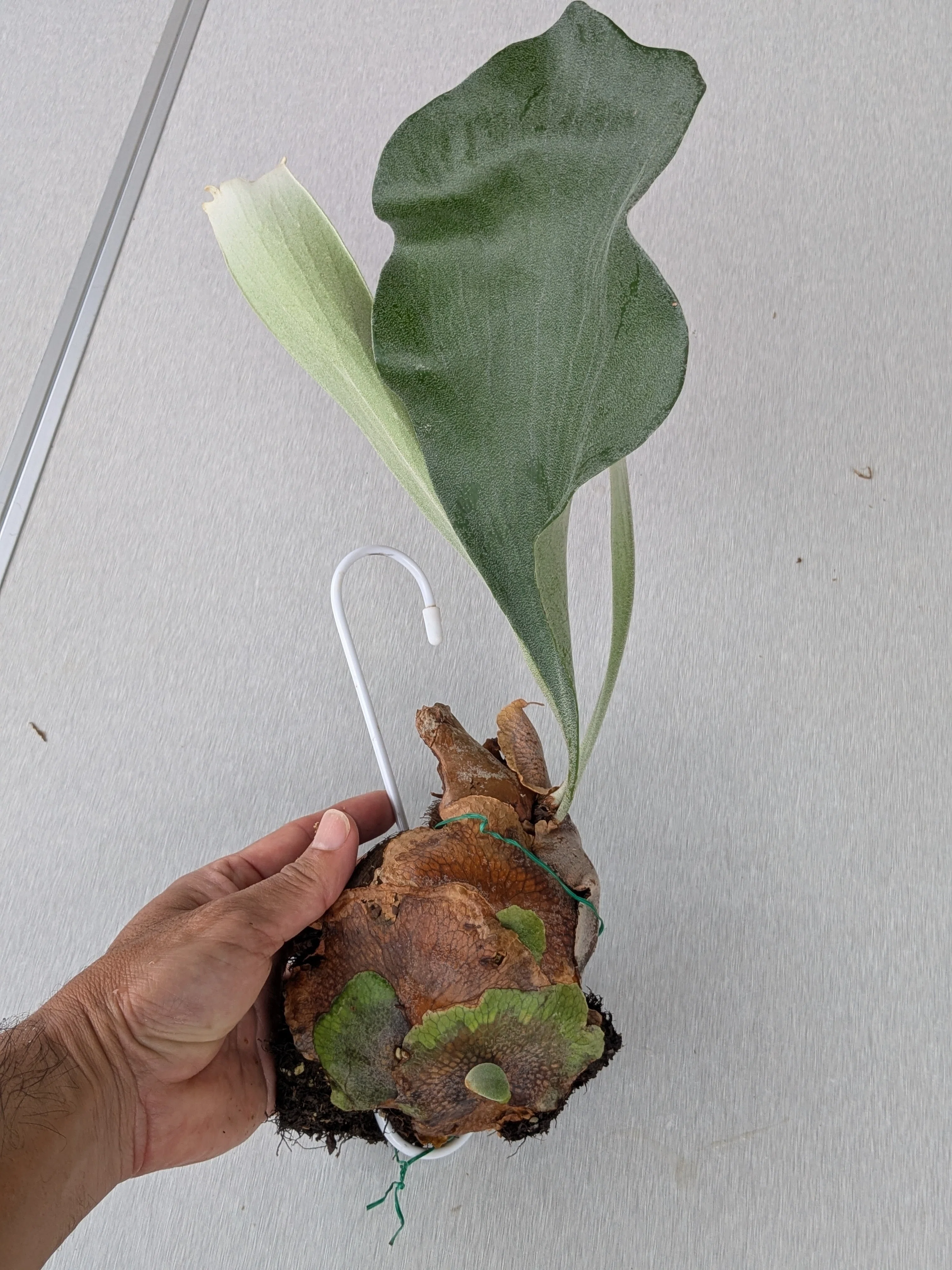 ビカクシダ 流木付き 中型 No.10 芽吹き 4 ｜ 流木に仕立てたビカクシダの嬉しい変化｜島風プランツ