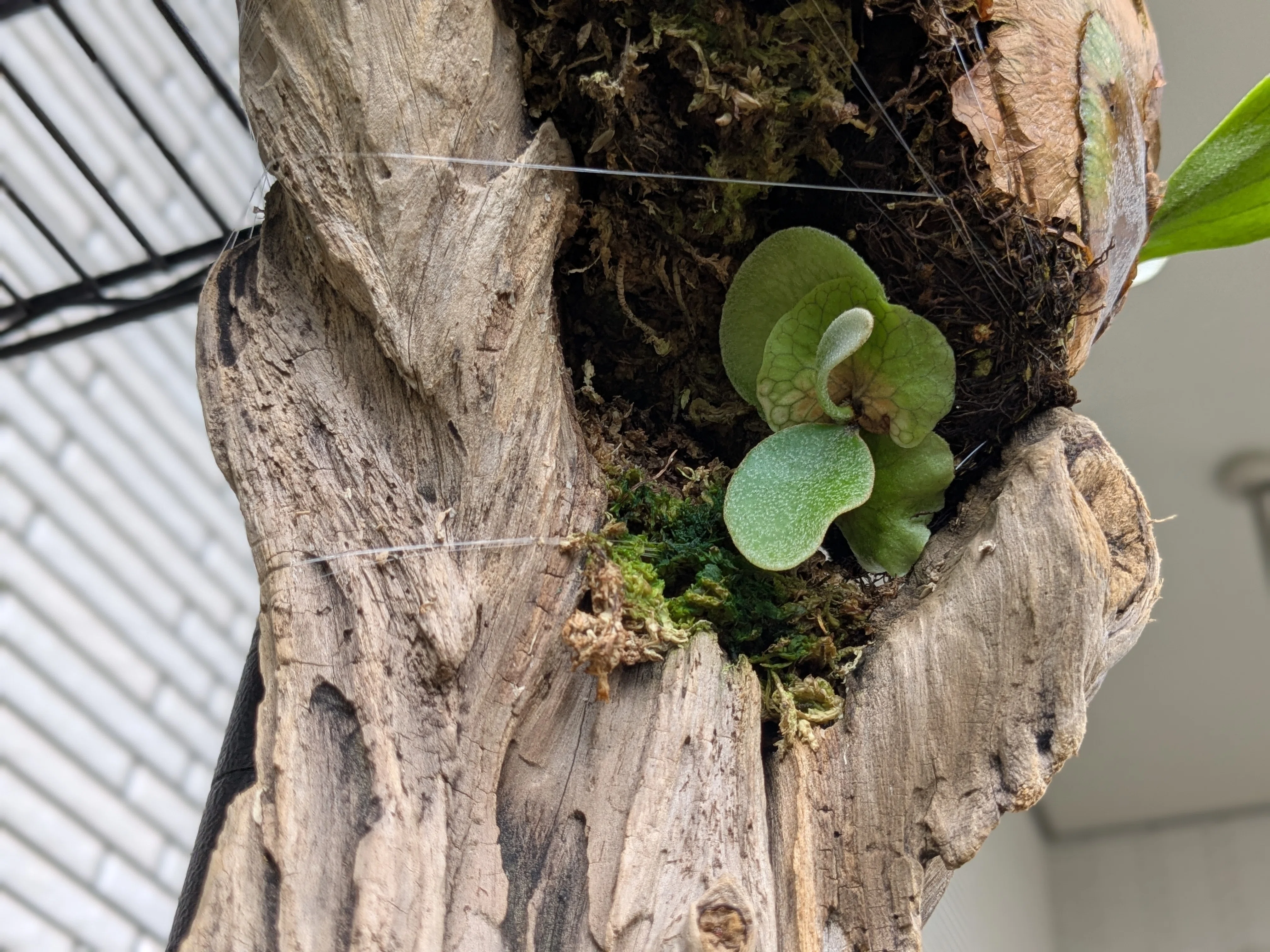 芽吹き 4 ｜ 流木に仕立てたビカクシダの嬉しい変化｜島風プランツ