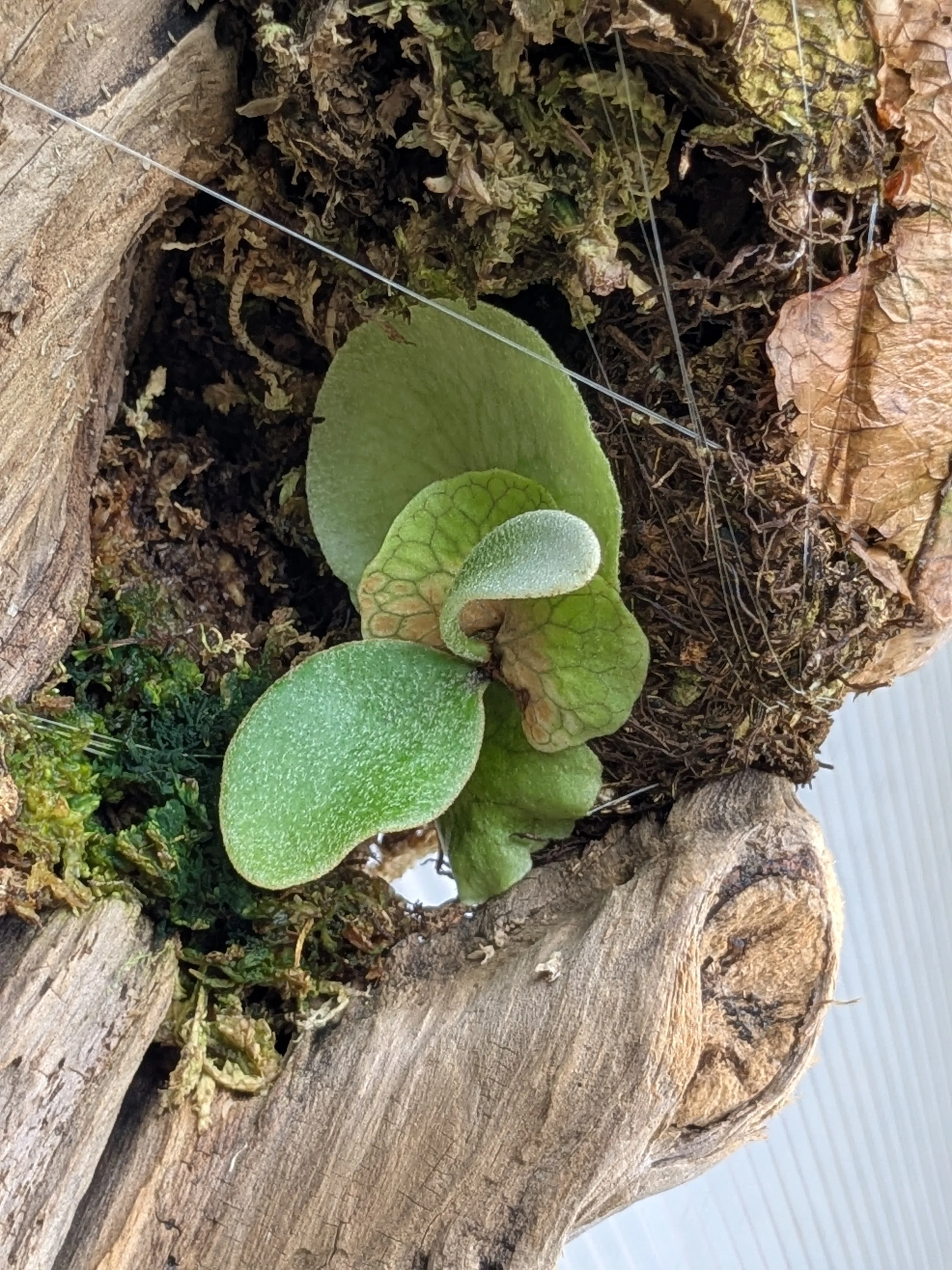 芽吹き 4 ｜ 流木に仕立てたビカクシダの嬉しい変化｜島風プランツ
