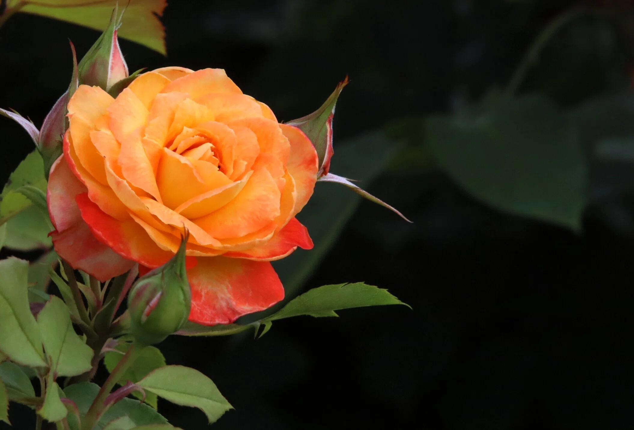2026 名残の春薔薇 💗お花の追っかけ｜otorinyans
