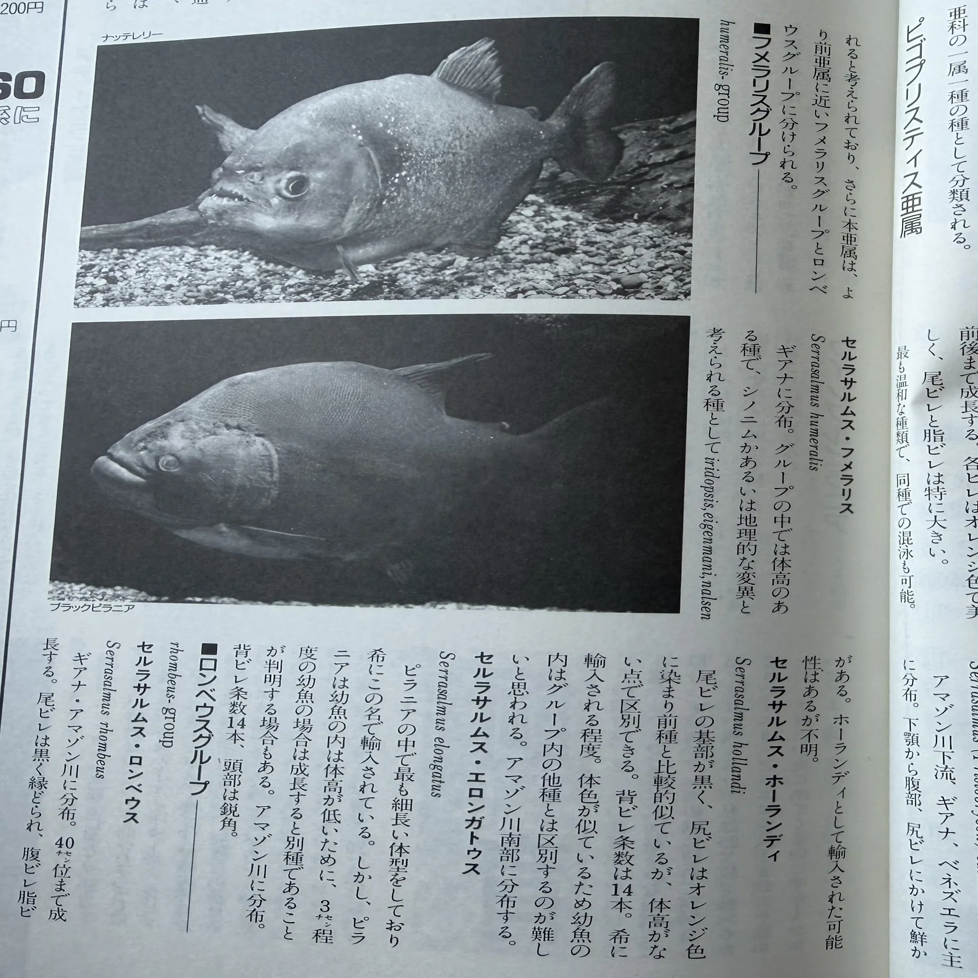Serrasalmus manueli ピラニア・マヌエリの呼称について｜sato