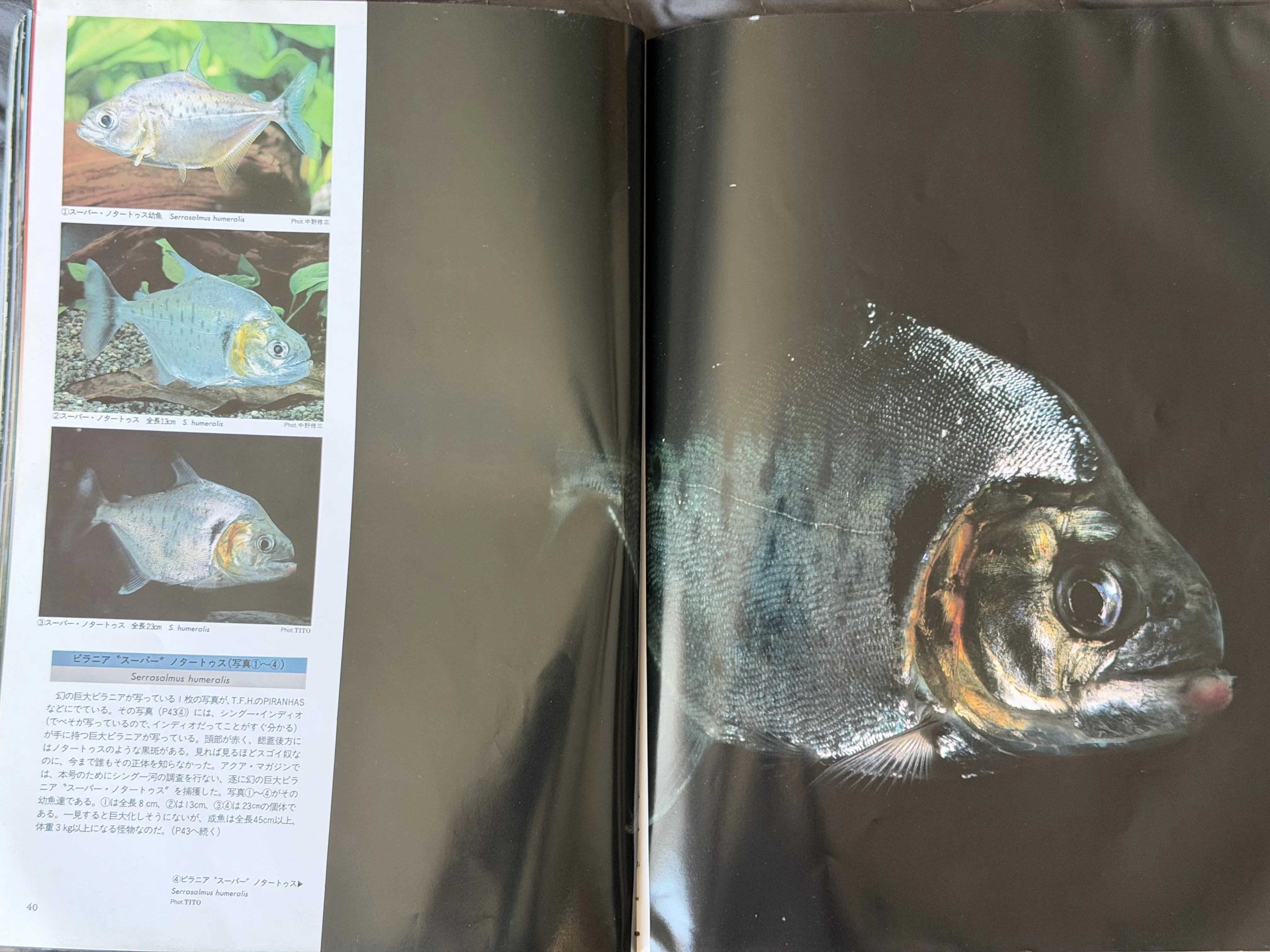 パルナシウス・ブレメリ（1オス、北朝鮮産） Serrasalmus manueli ピラニア・マヌエリの呼称について｜sato