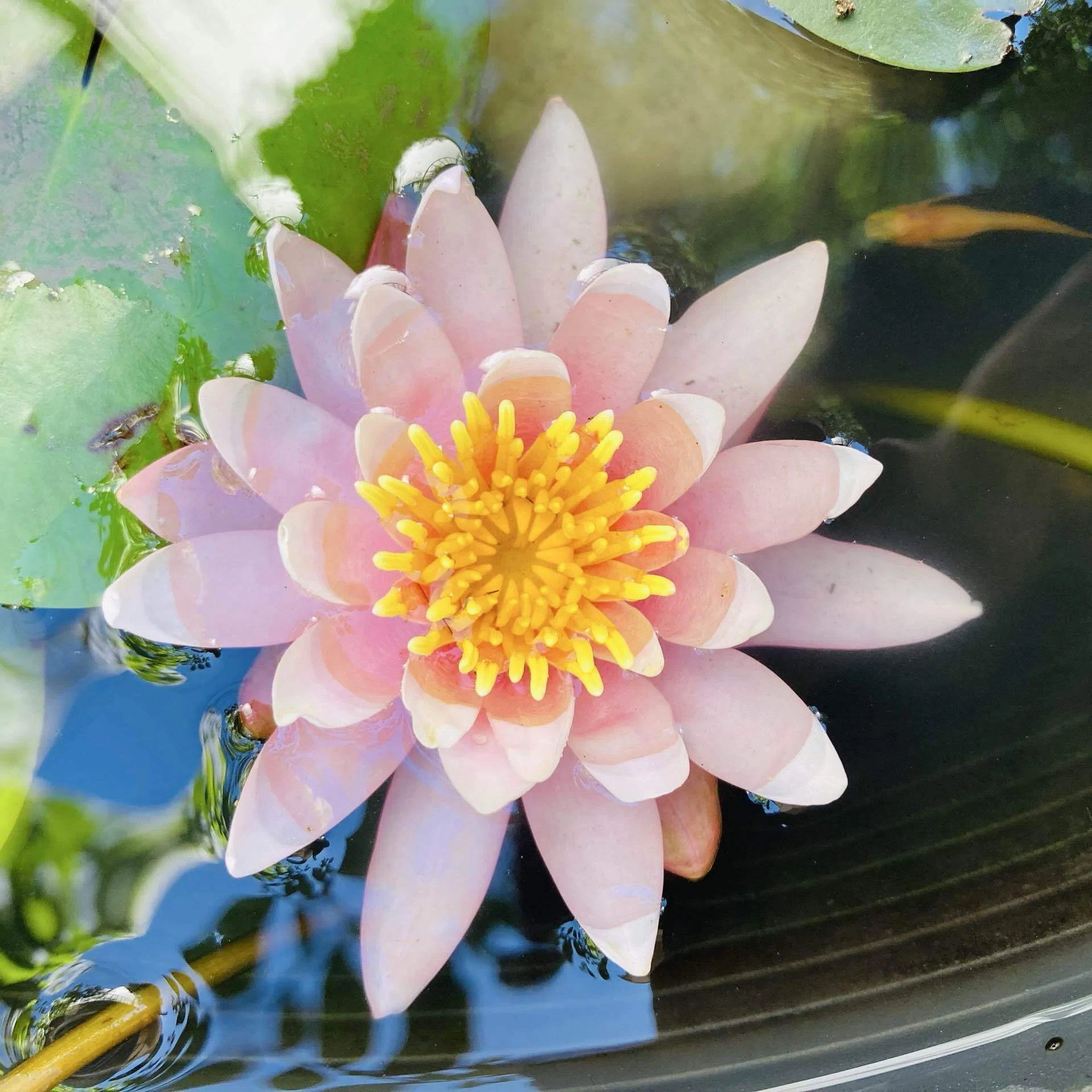 睡蓮の花が咲きました！｜ゆるノア