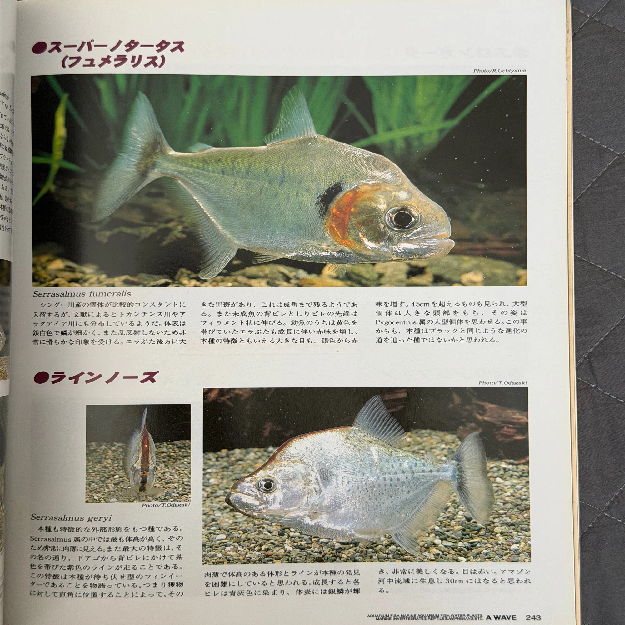 Serrasalmus manueli ピラニア・マヌエリの呼称について｜sato