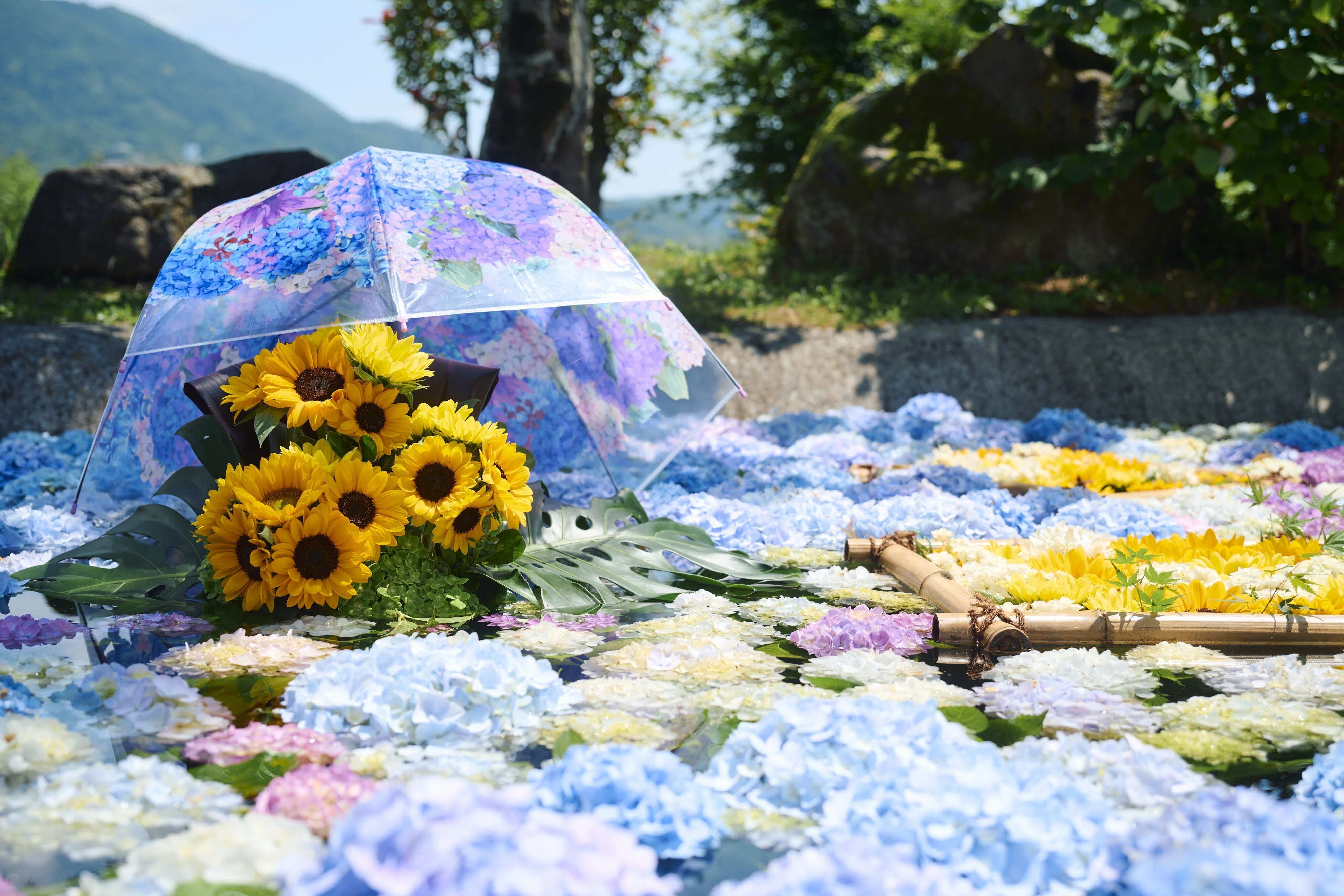 Guide] Kaisei Town Hydrangea Festival 2026｜開成町公式note｜神奈川