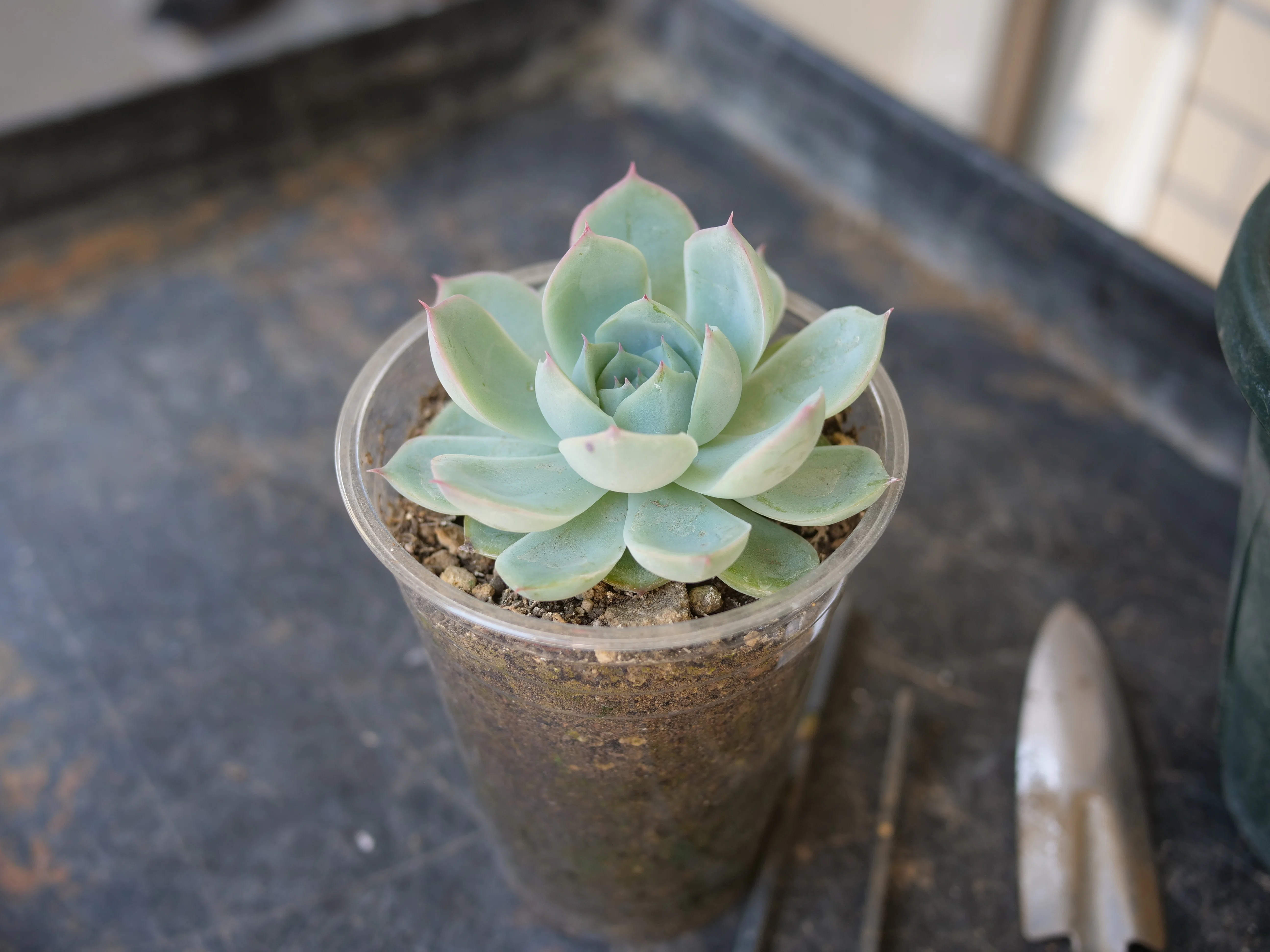 echeveria 0 Leather Switiching work JK T