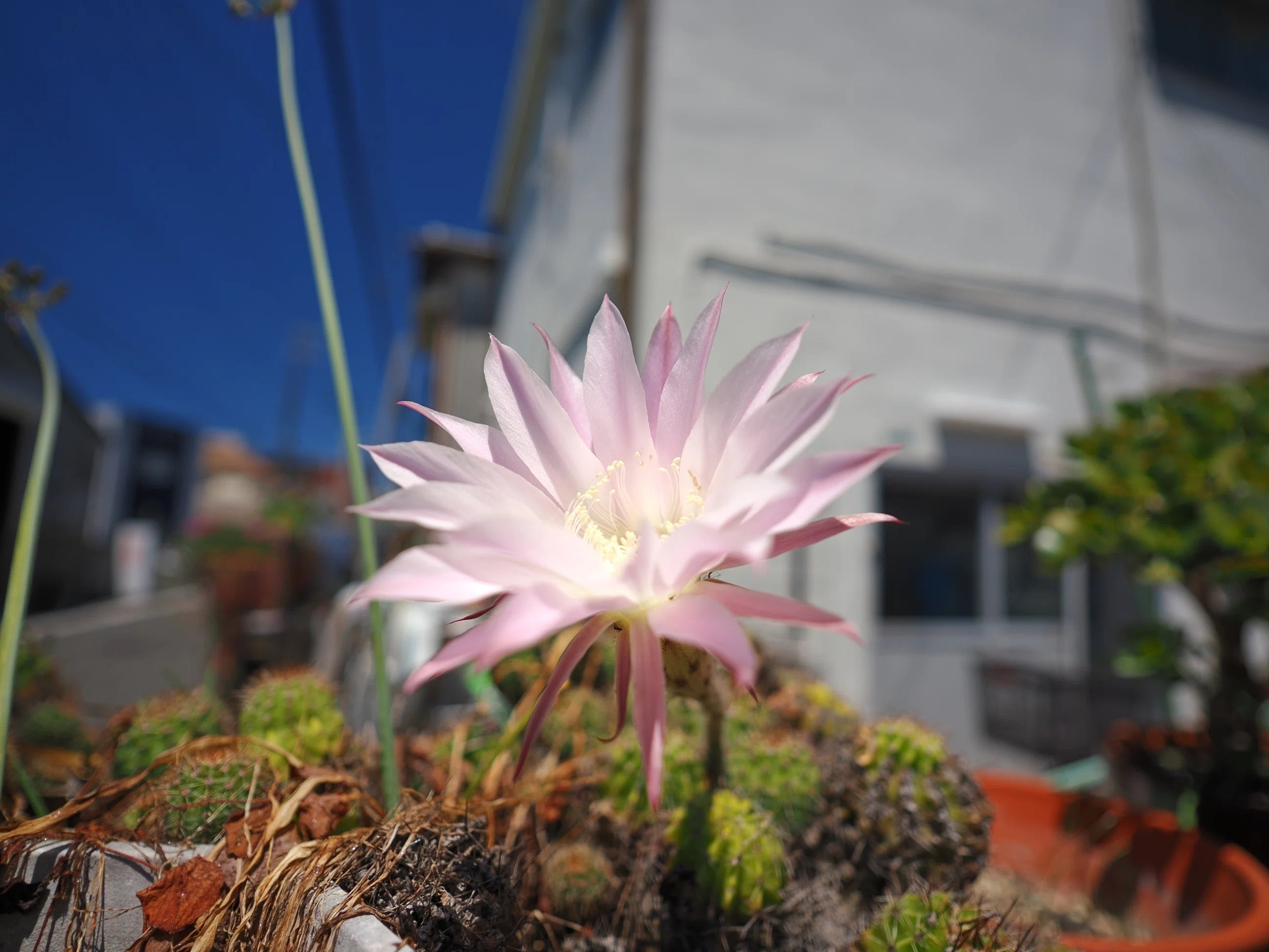 20260530(2)昼カメラ花壇より。サボテンの花。｜あるみな