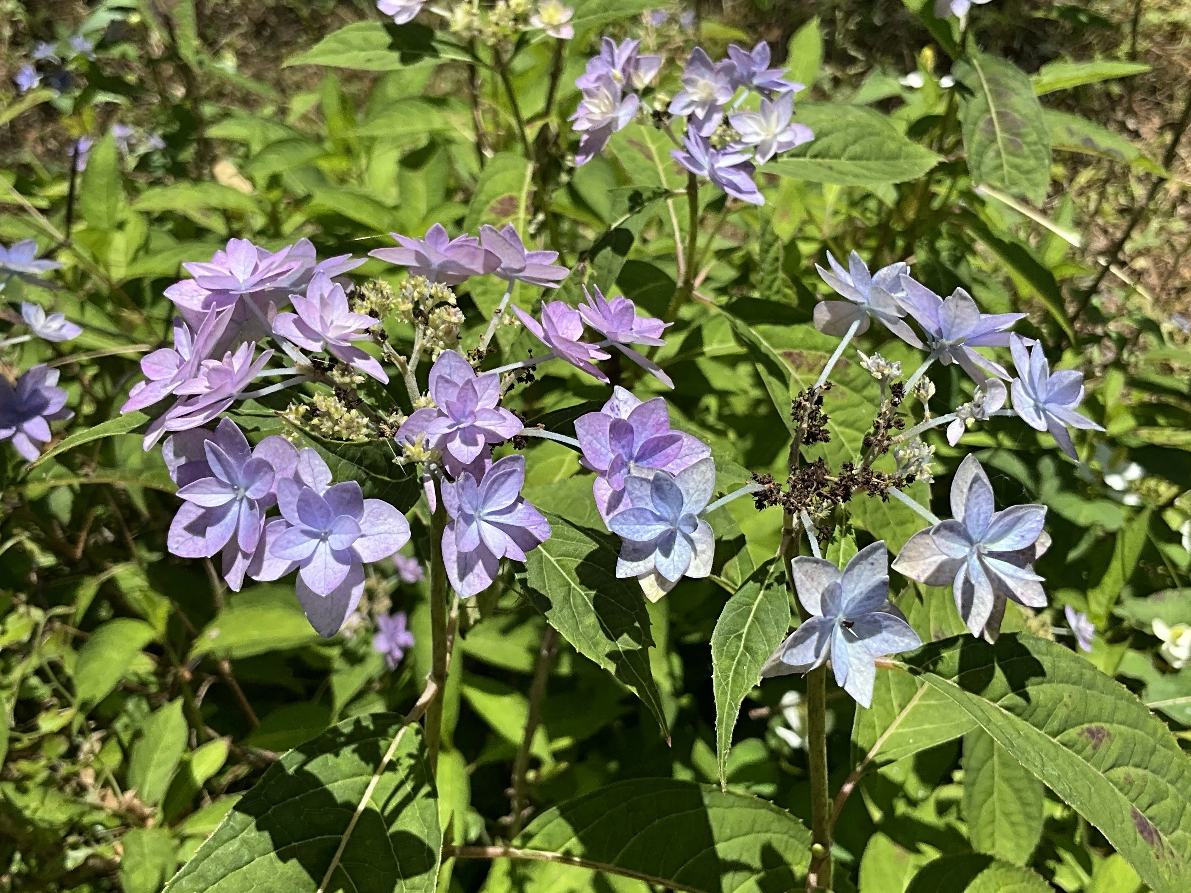 花 七段花（京都府立植物園）：2026年6月1日（月）｜藤井秀昭（『京都居候