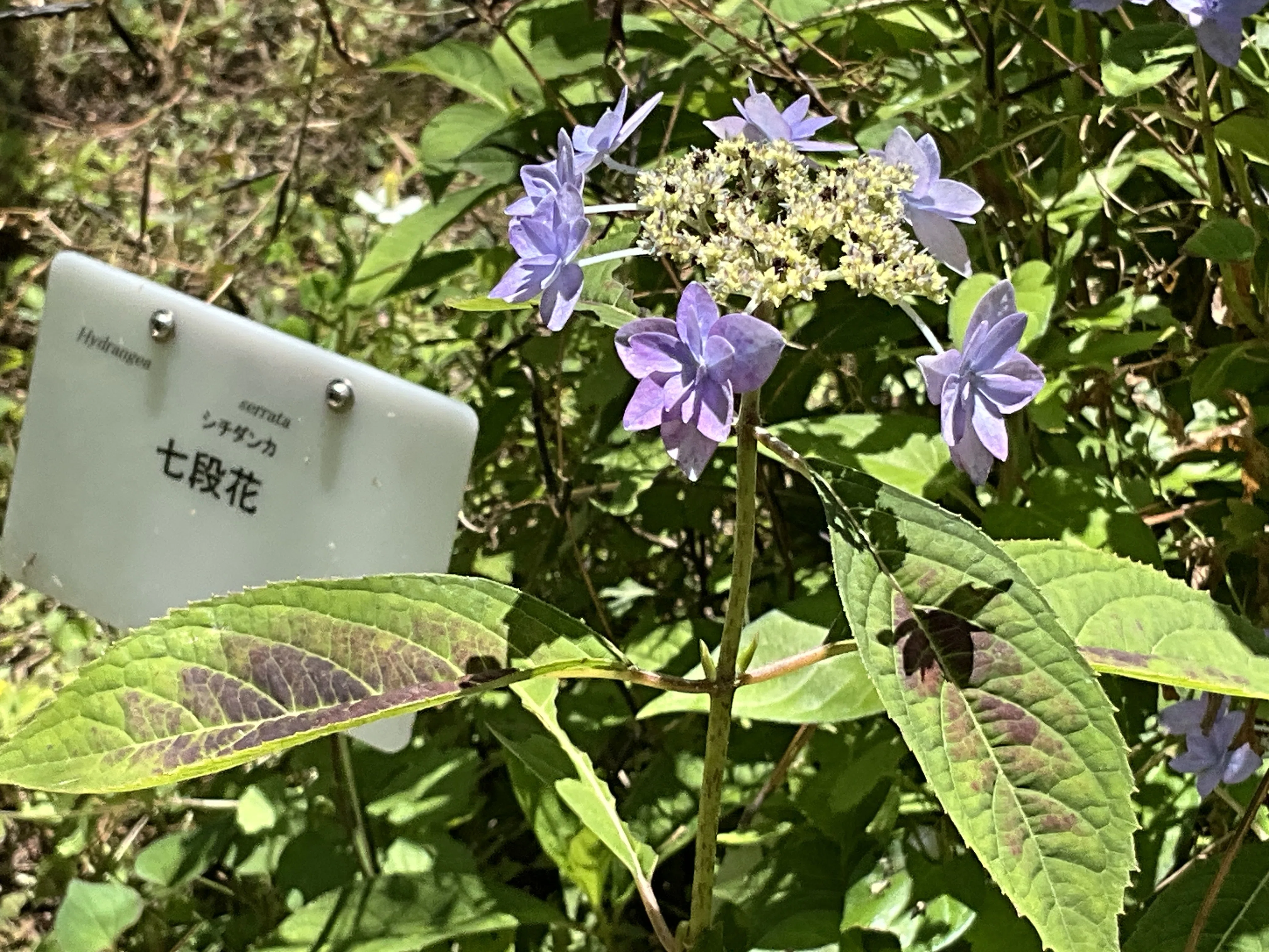 七段花（京都府立植物園）：2026年6月1日（月）｜藤井秀昭（『京都居候