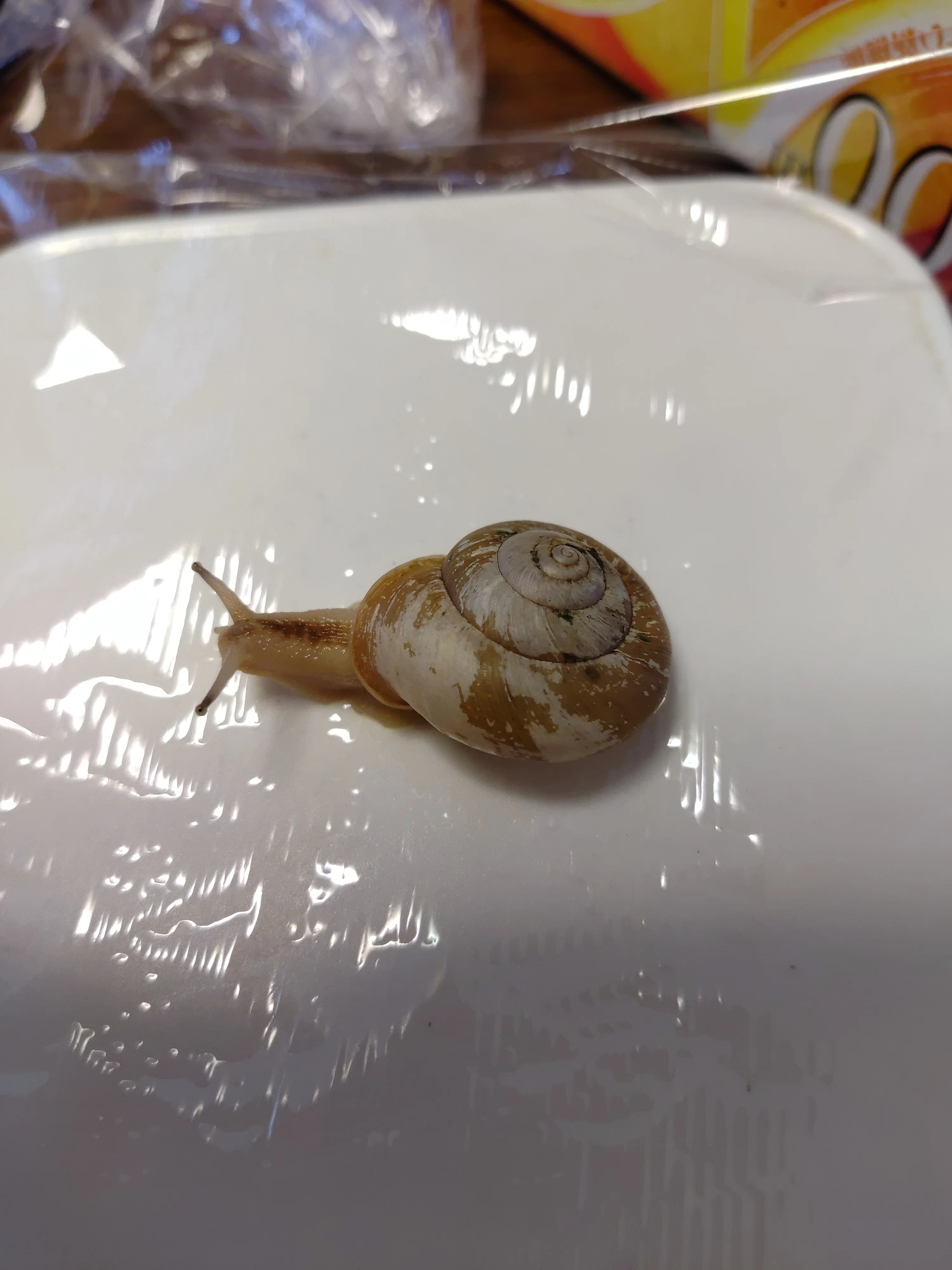 🐌2026.5月末🐌赤ちゃんかたつむりの誕生 1100日目の記録かたつむり