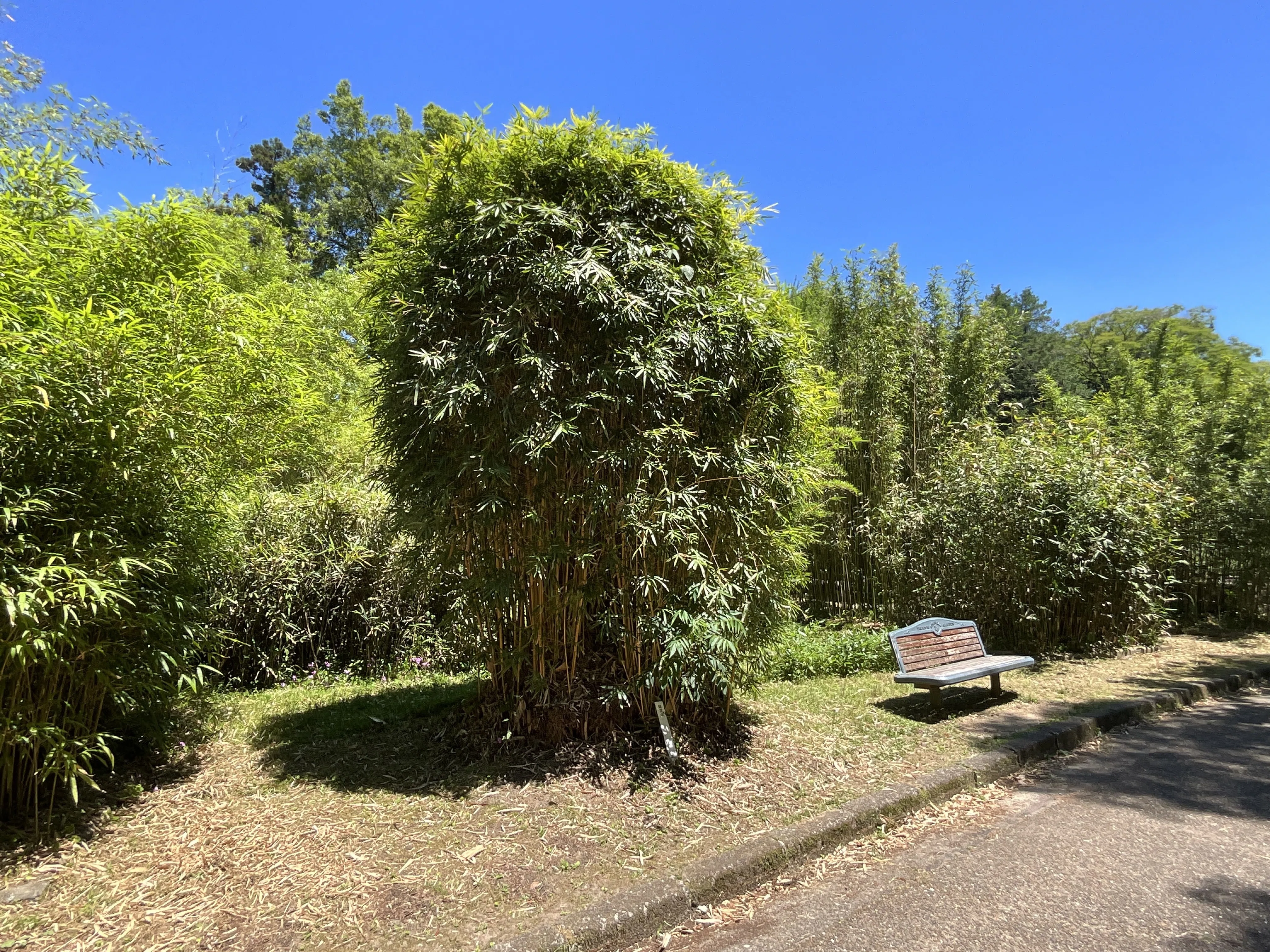 蘇方竹（スホウチク）の花（京都府立植物園）：2026年6月2日（火