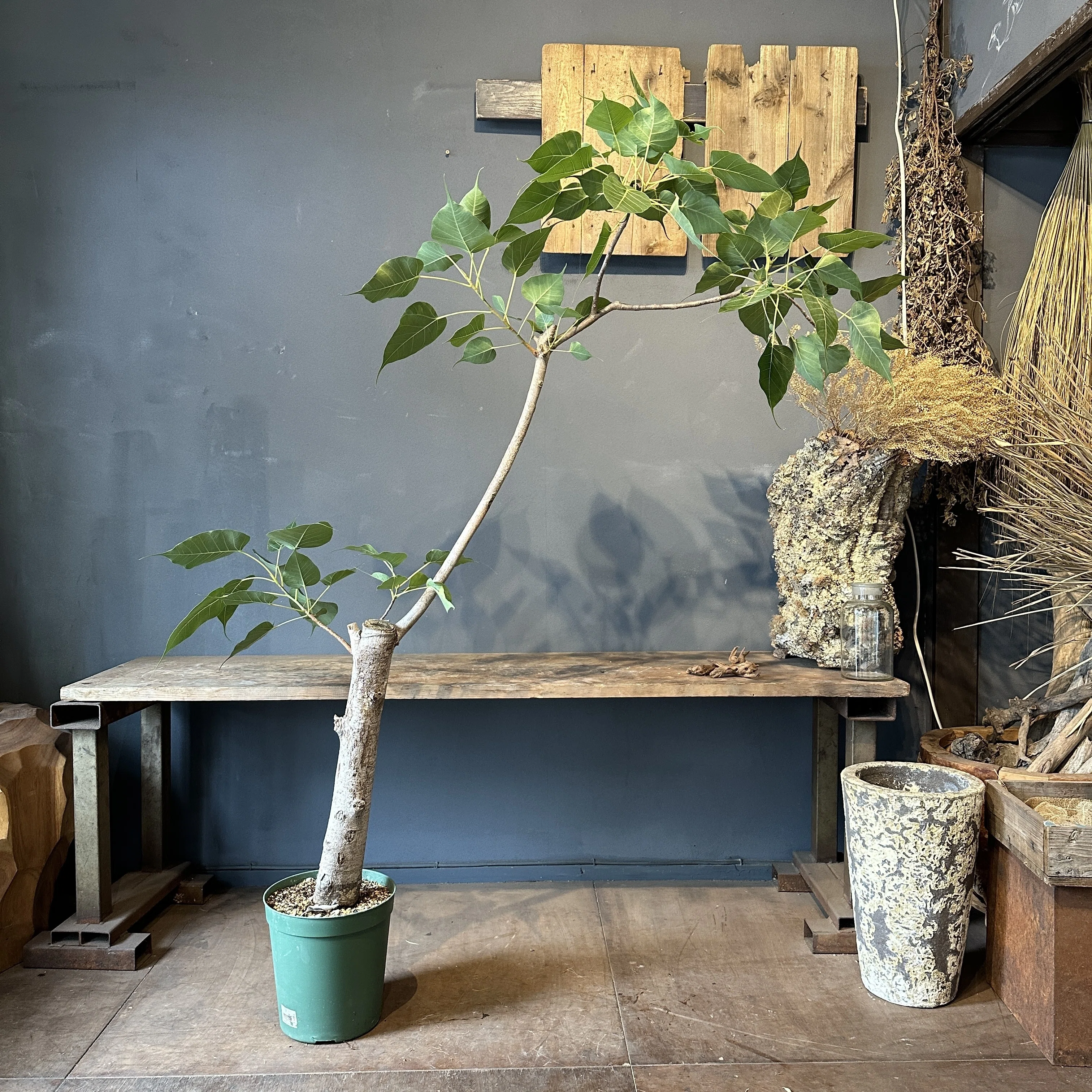 インドボダイジュの育て方｜花屋のラフ