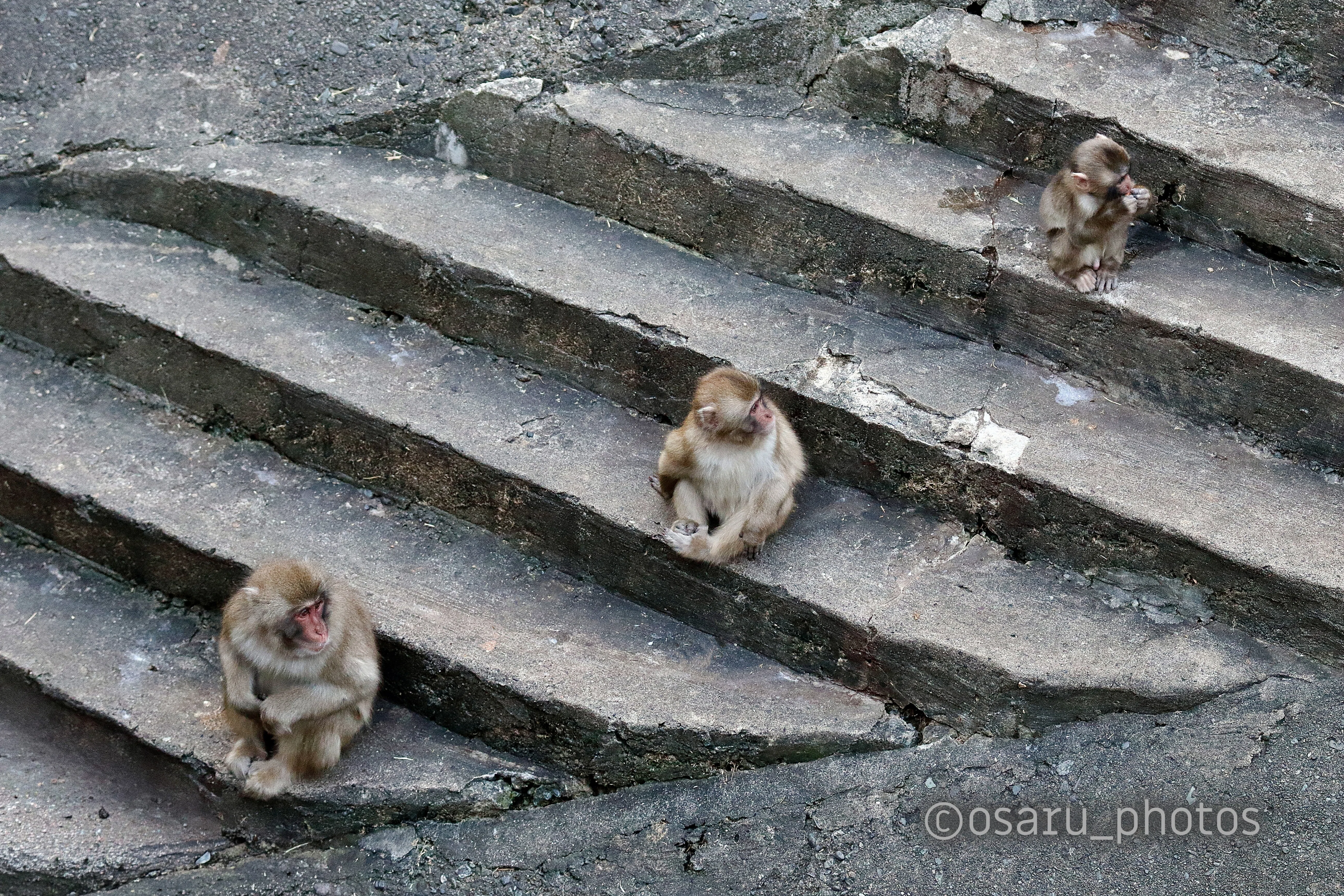 和田玉の猿面 Zoo Memory Photos 12: Japanese Macaques at Tama Zoological Park