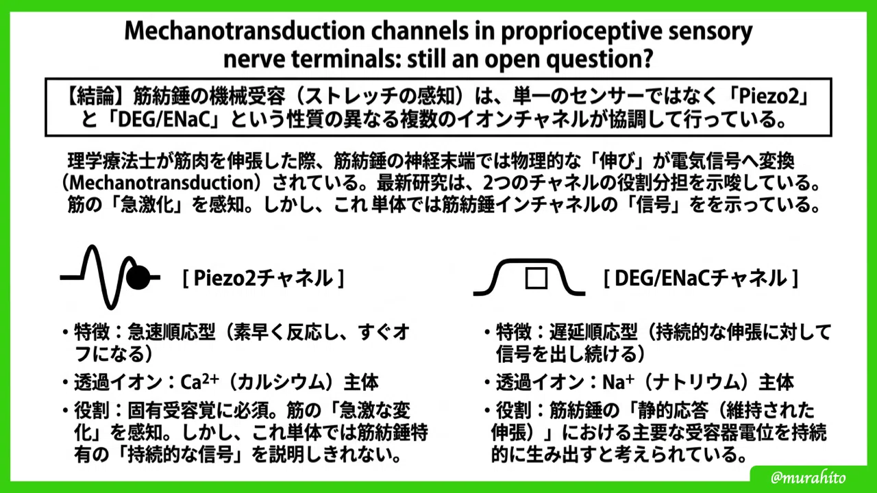 筋紡錘と腱器官の「生きた」知識～基礎から最新の臨床応用まで～｜むらひと