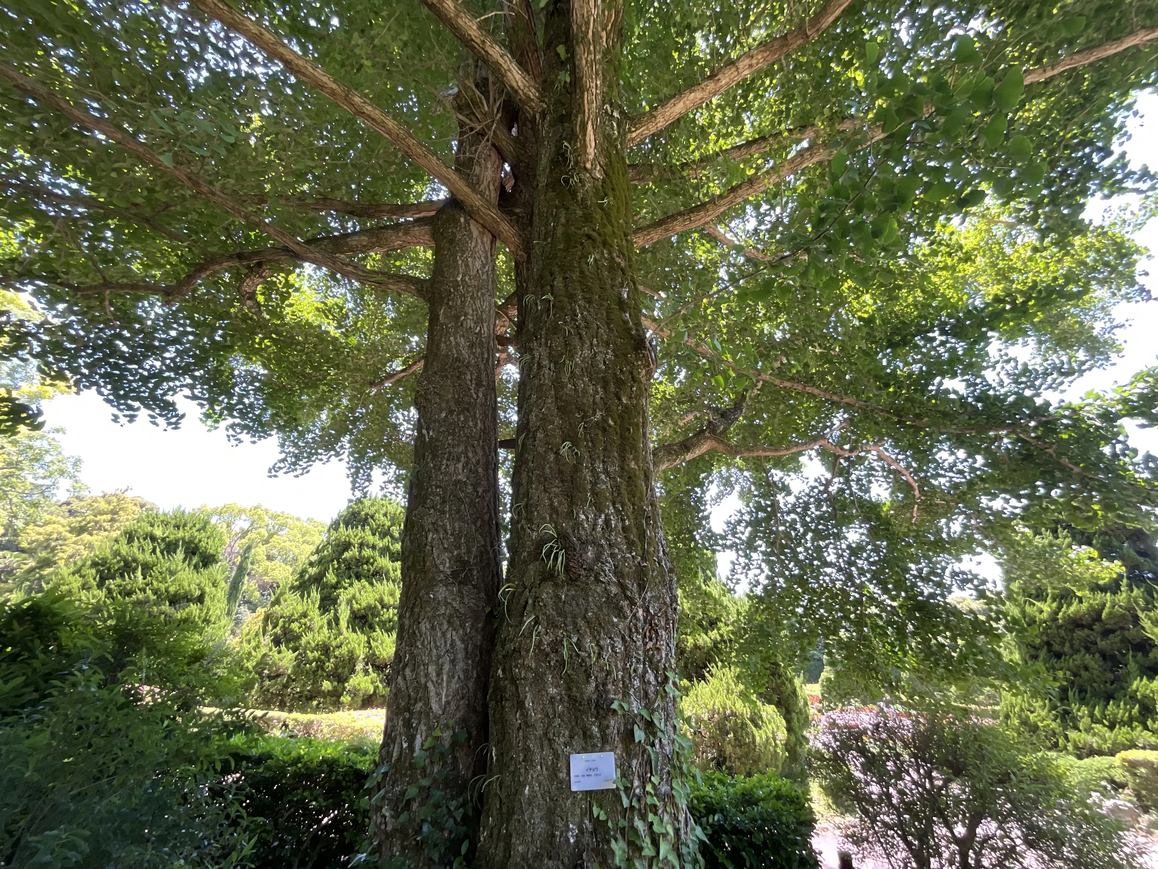 イチョウページ イチョウ（京都府立植物園）No.17：2026年5月30日（土）｜藤井秀昭