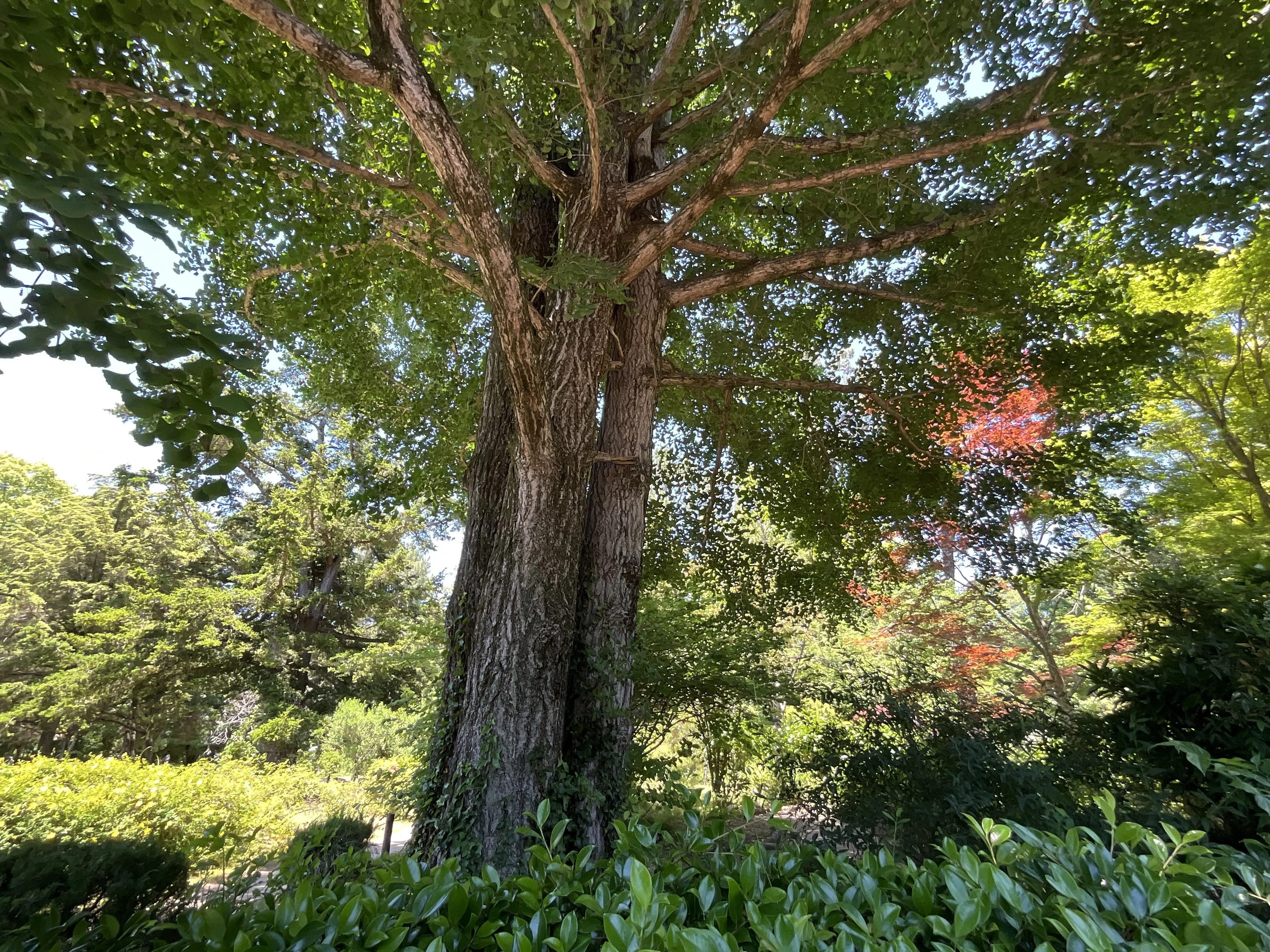 イチョウ（京都府立植物園）No.17：2026年5月30日（土）｜藤井秀昭