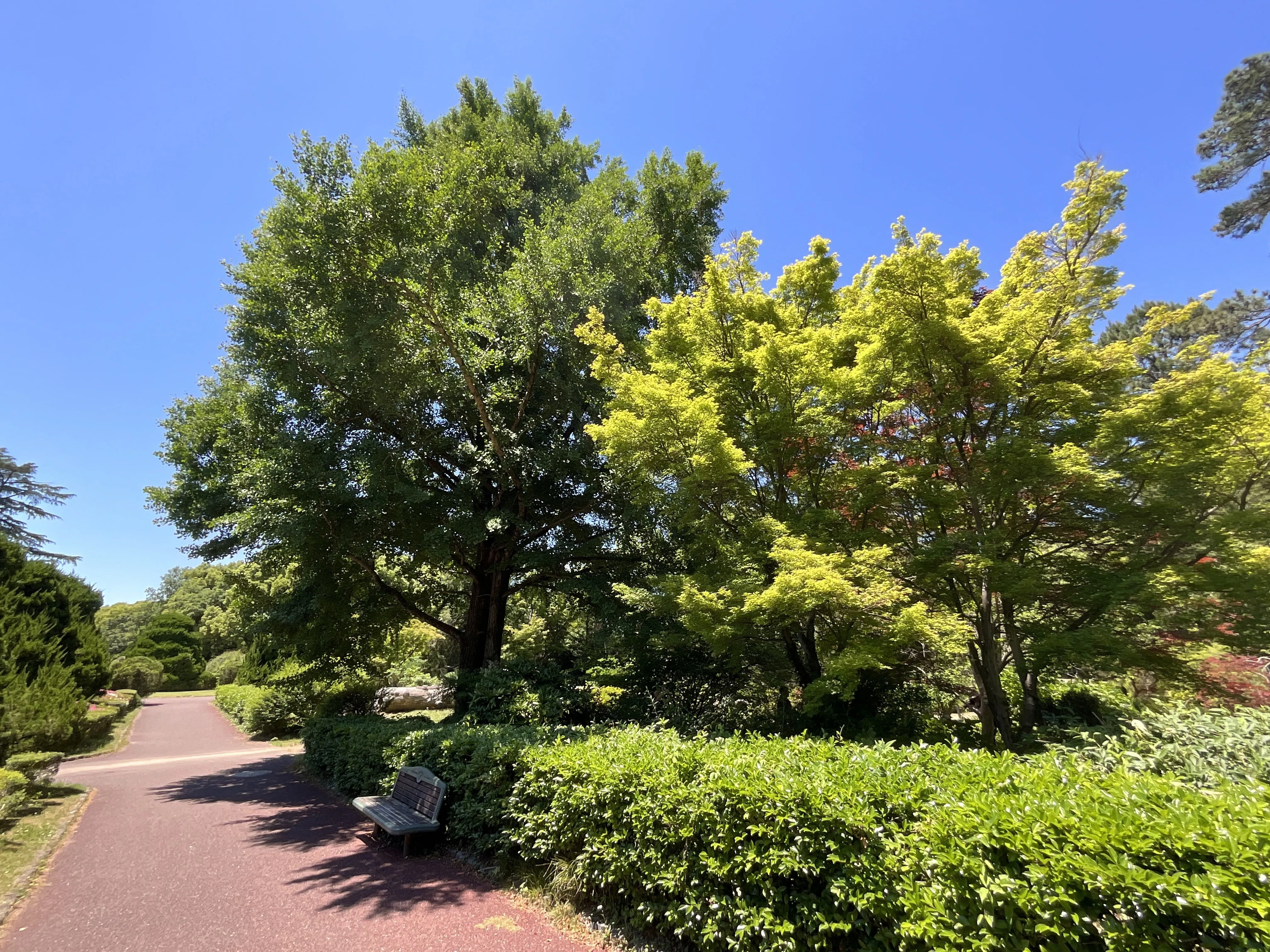 イチョウページ イチョウ（京都府立植物園）No.17：2026年5月30日（土）｜藤井秀昭