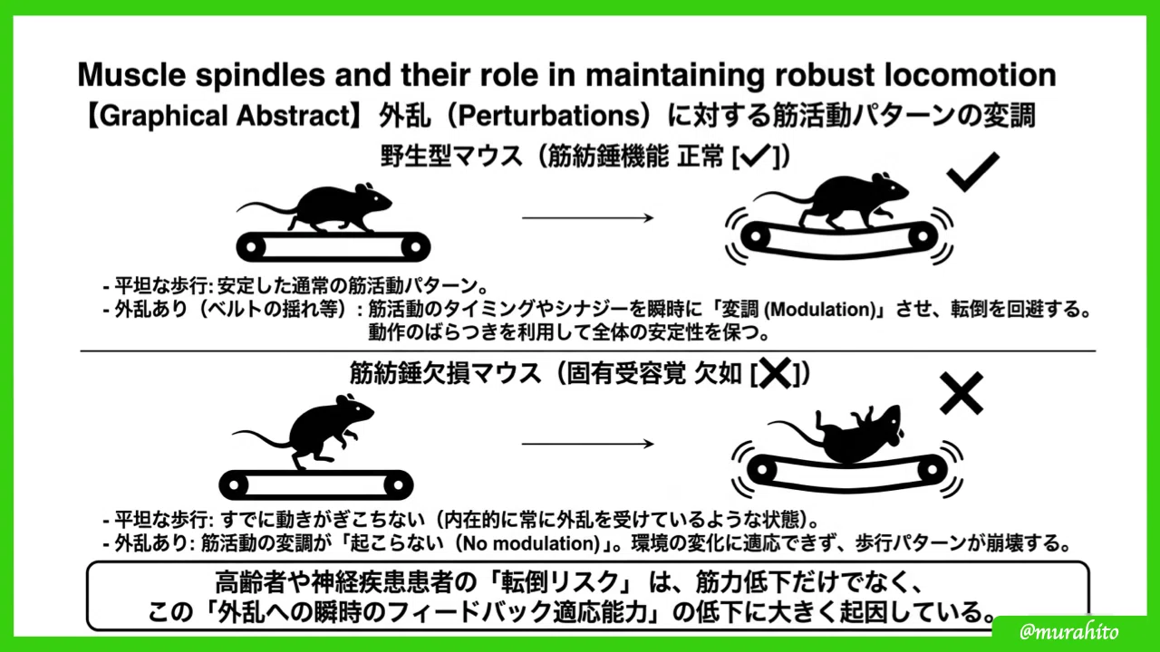 筋紡錘と腱器官の「生きた」知識～基礎から最新の臨床応用まで～｜むらひと