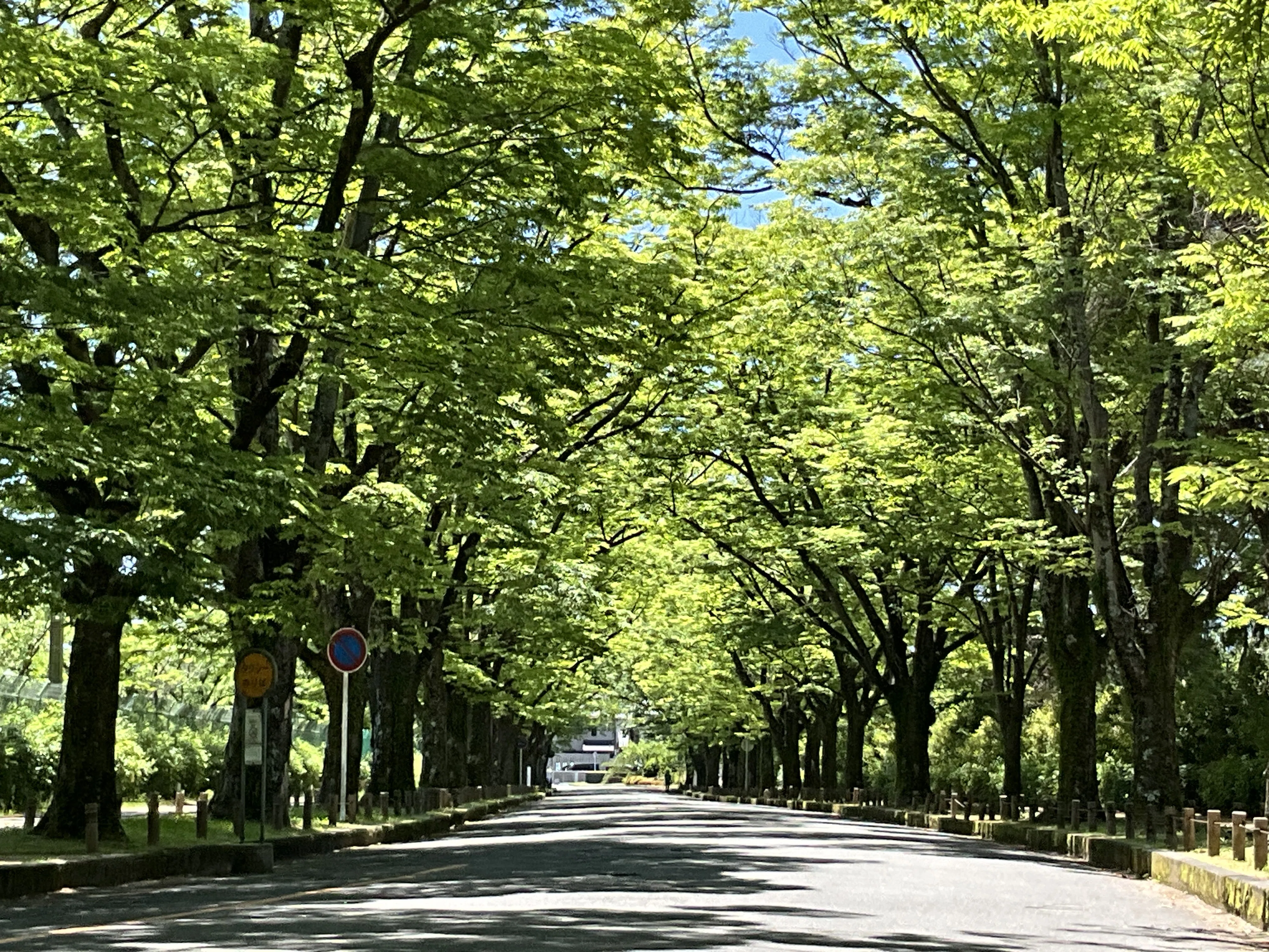 けやき並木（京都府立植物園）：2026年5月30日（土）｜藤井秀昭