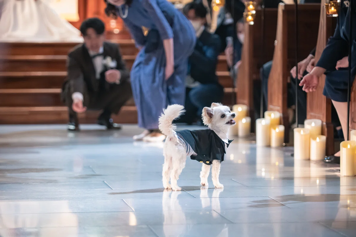 ちょっとした寄り道も愛おしい♡愛犬と叶えたリングドッグ演出｜ピアザ