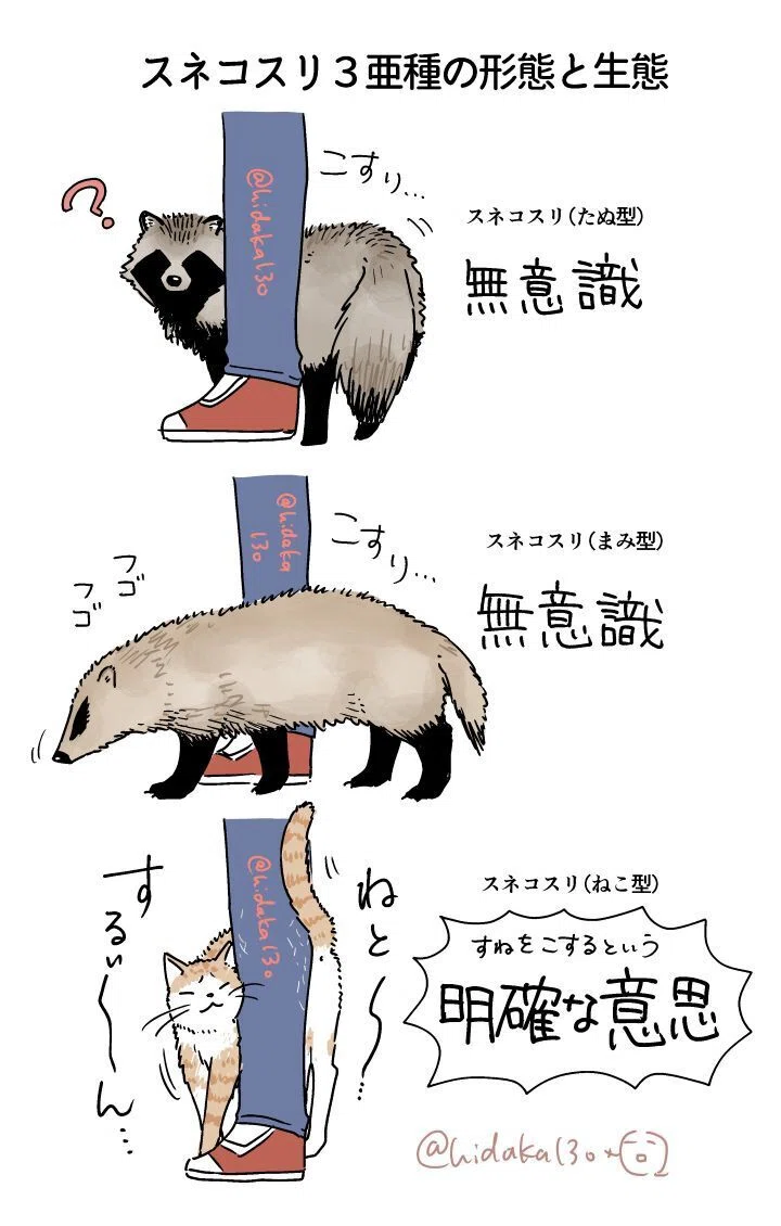 タヌキ実録と考察｜日高十三男