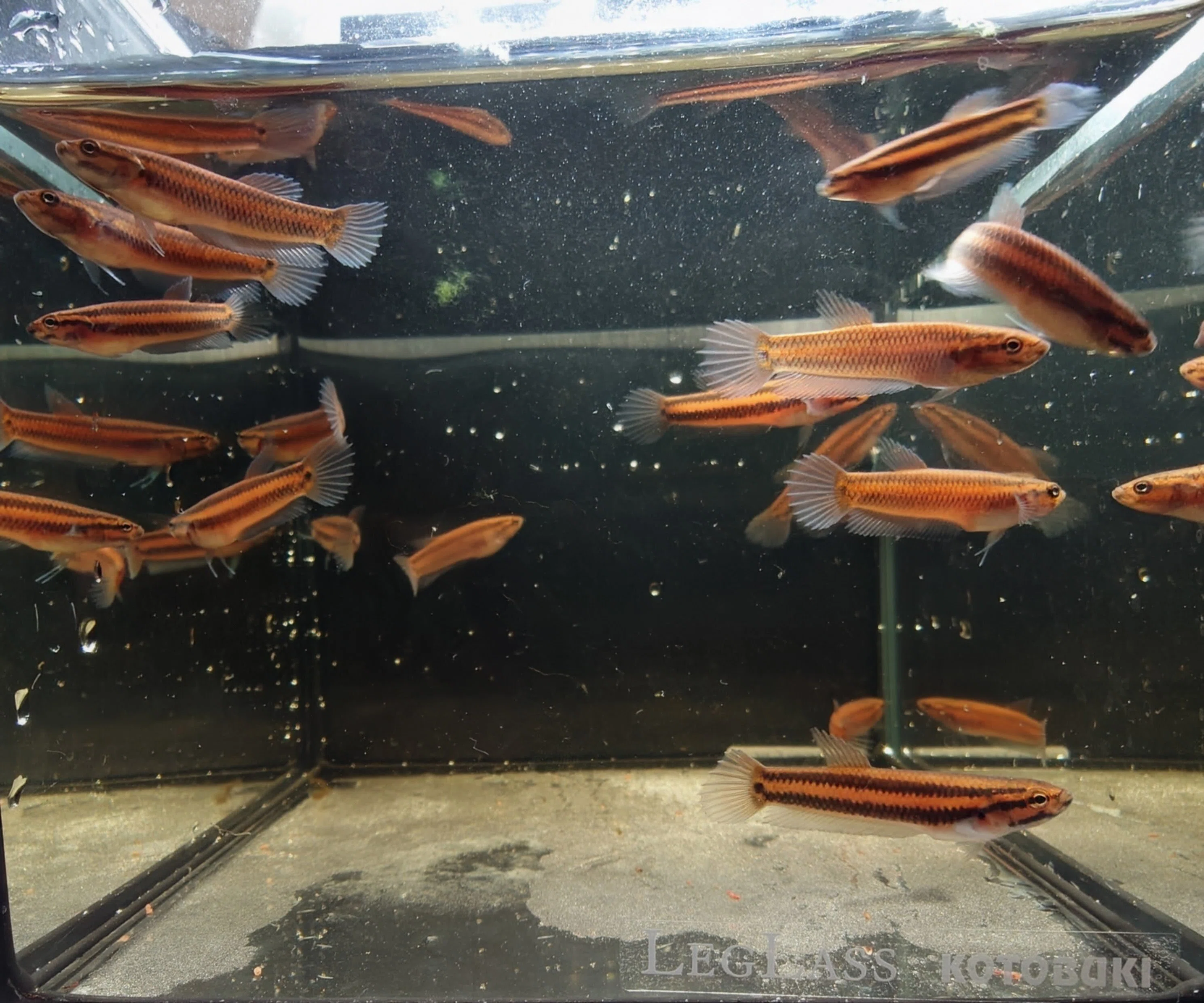 ベタ ワイルドベタ マクロストマ 公式通販 マルディ稚魚4匹 ワイルド 