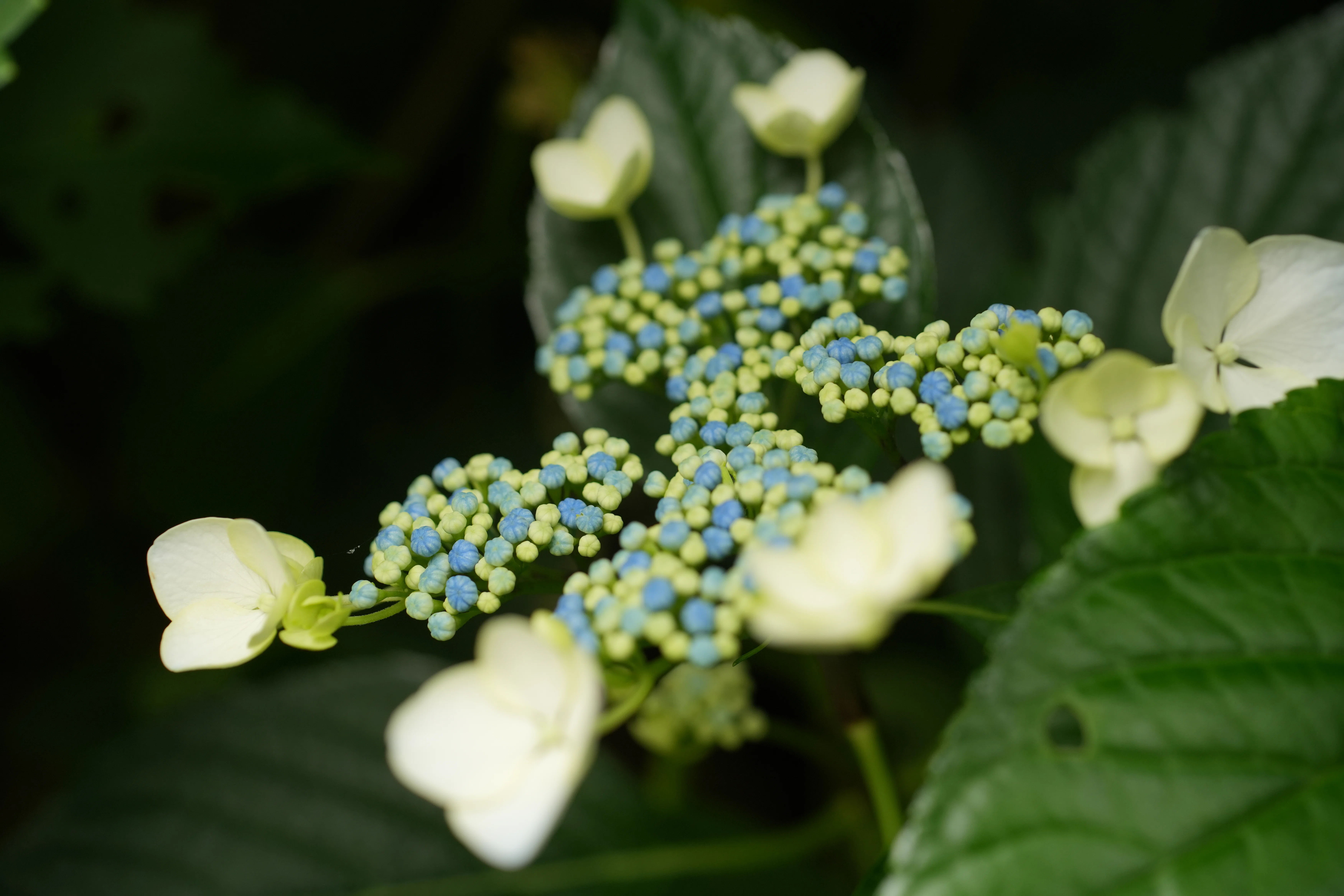 紫陽花の季節はじまる② 2026年5月24日 ～｜g_hiro_510