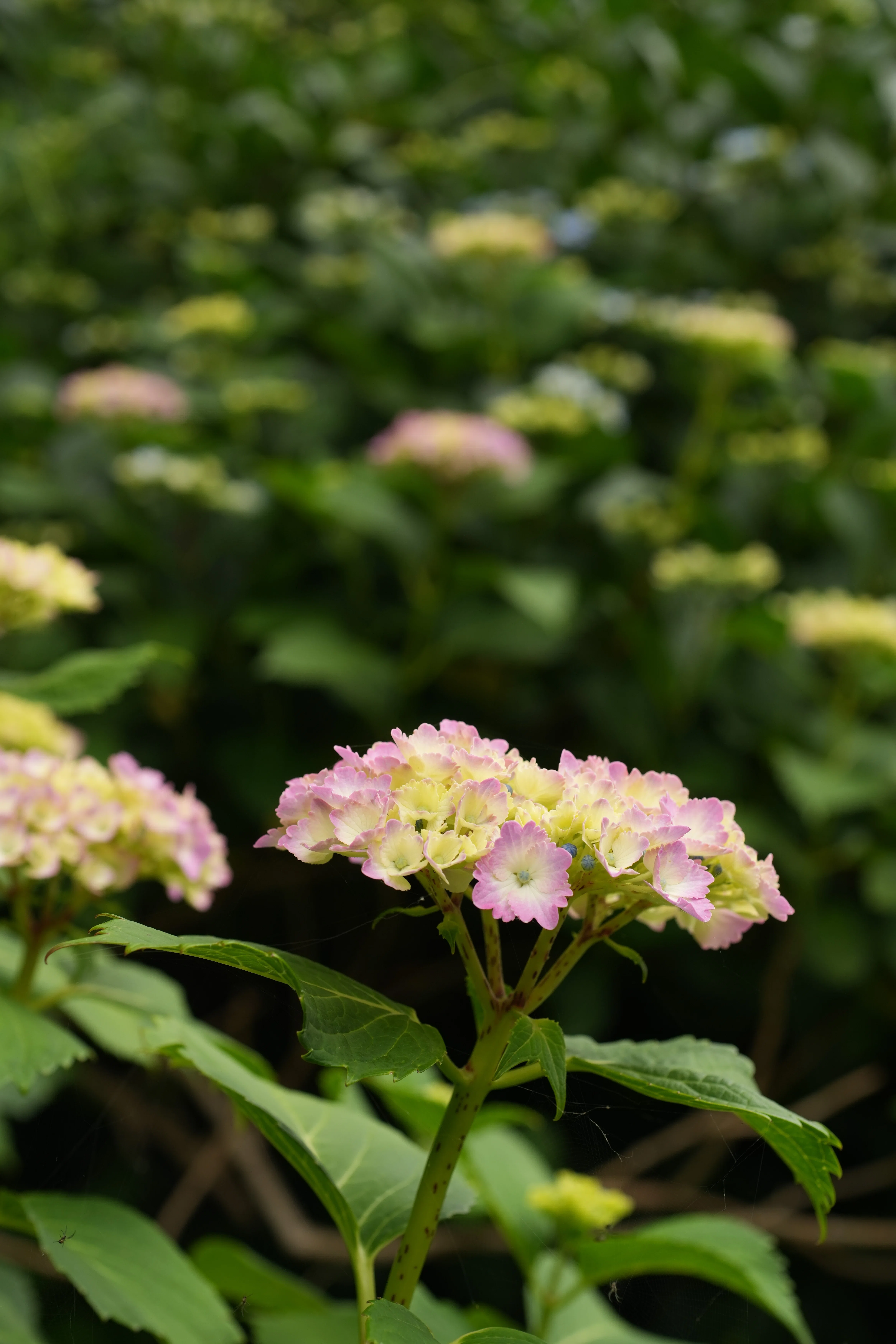 紫陽花の季節はじまる② 2026年5月24日 ～｜g_hiro_510