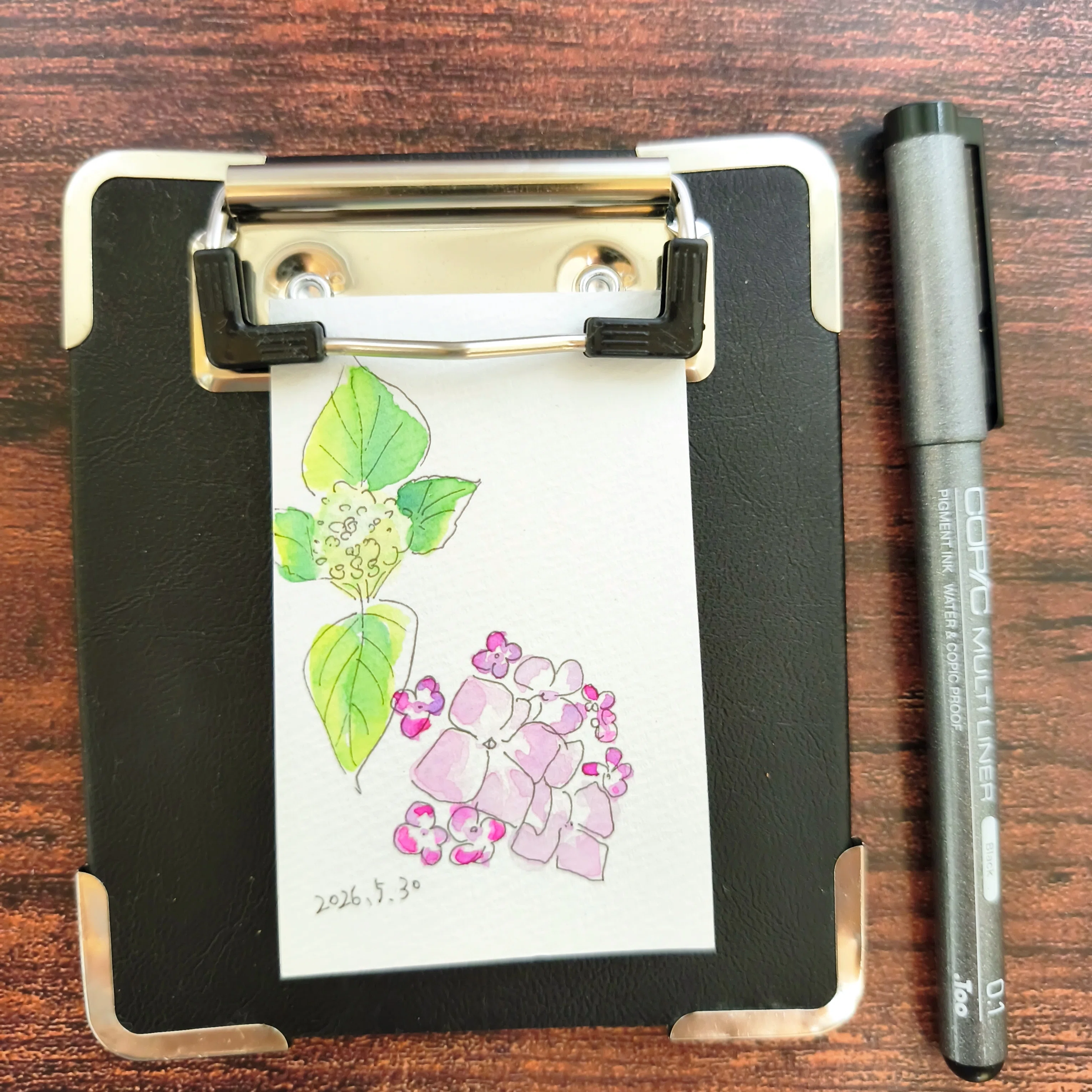 描きながら歩く 謎のつぼみとそろそろ紫陽花｜透明水彩スケッチ日記【5