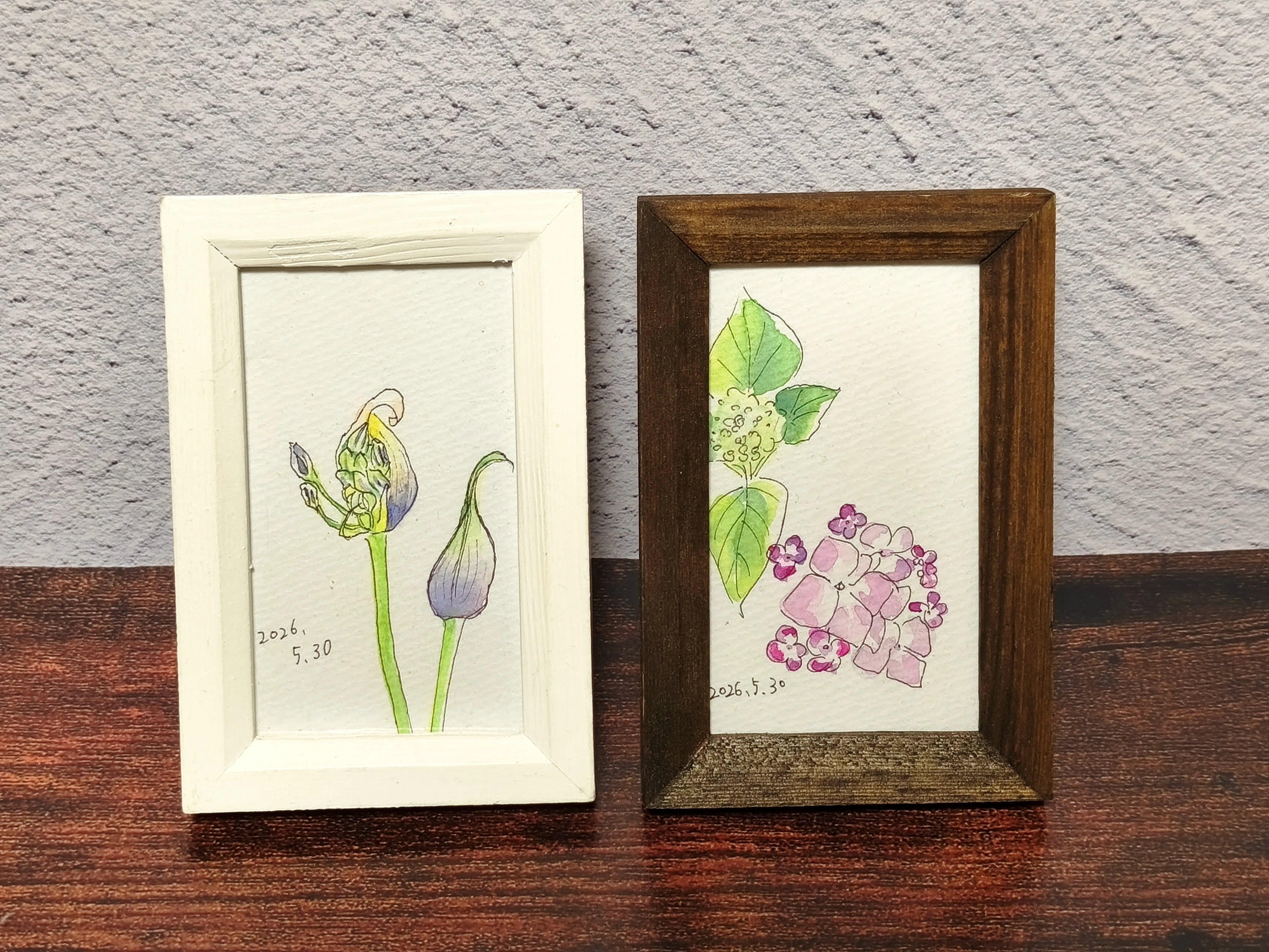 描きながら歩く 謎のつぼみとそろそろ紫陽花｜透明水彩スケッチ日記【5
