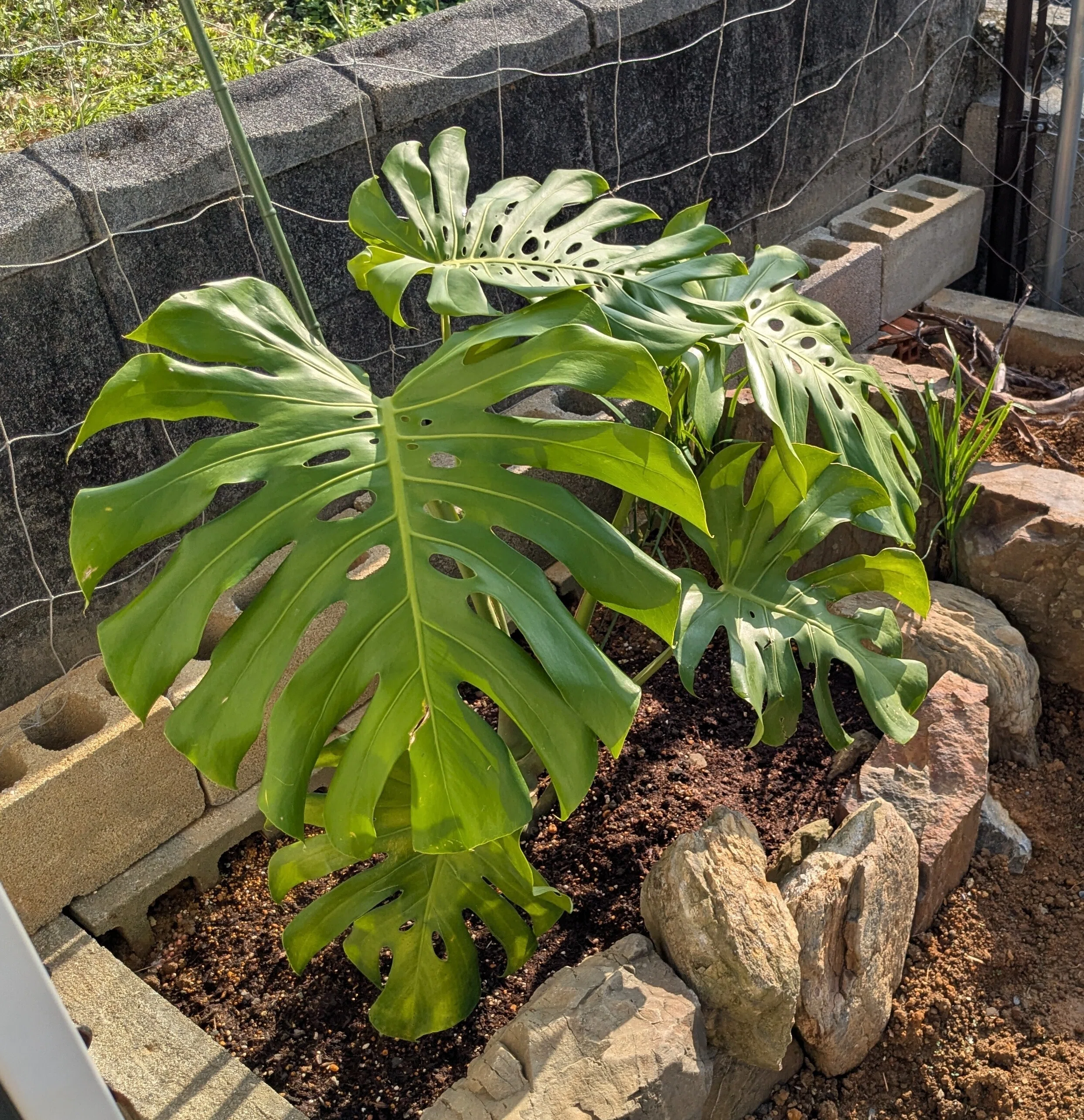 巨大モンステラ】地植えモンステラの台風シェルターをDIY｜島風