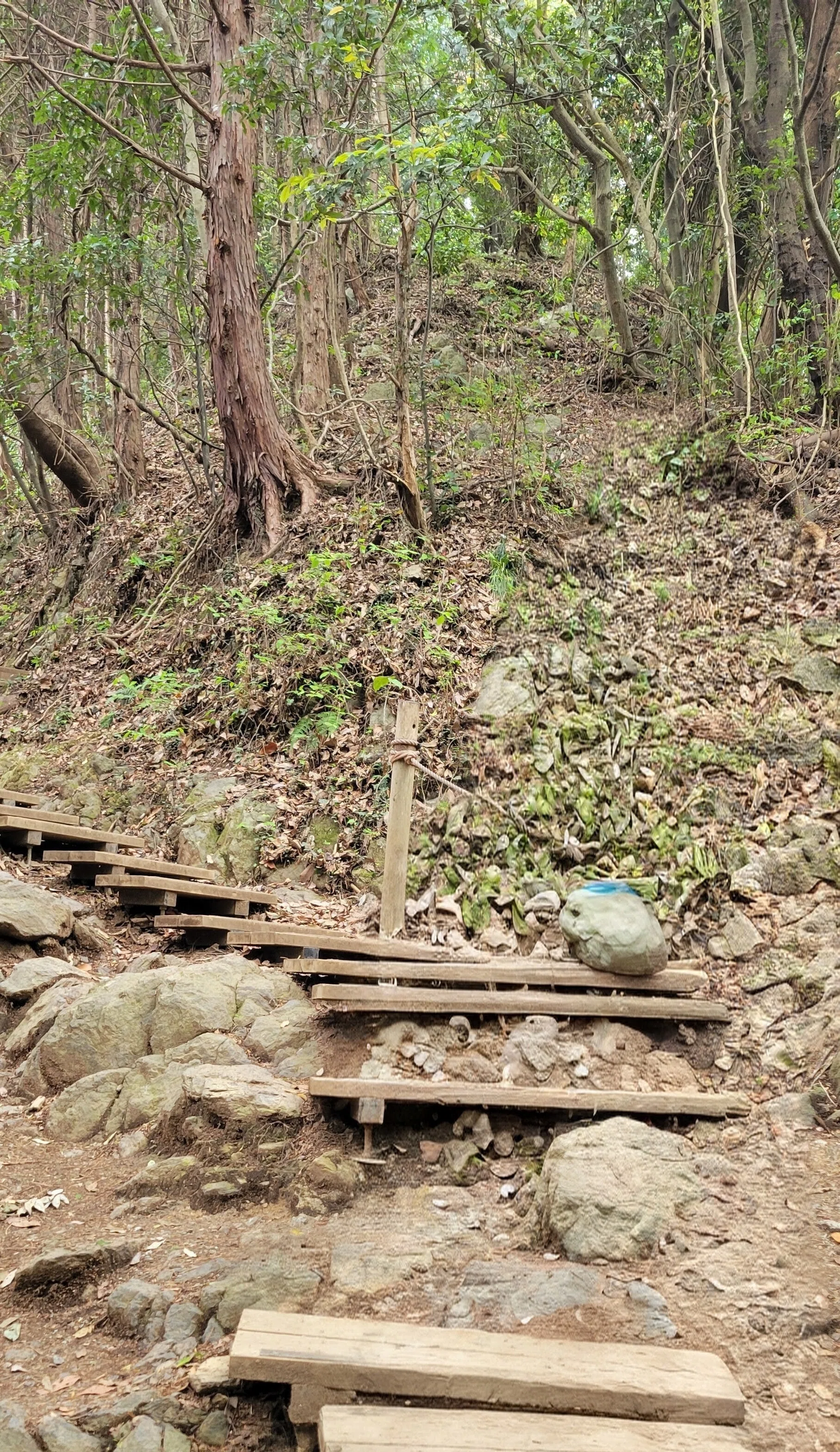 8歳お出かけ】高尾山にゴールデンウィーク小3と行ってきました｜にゃんこ