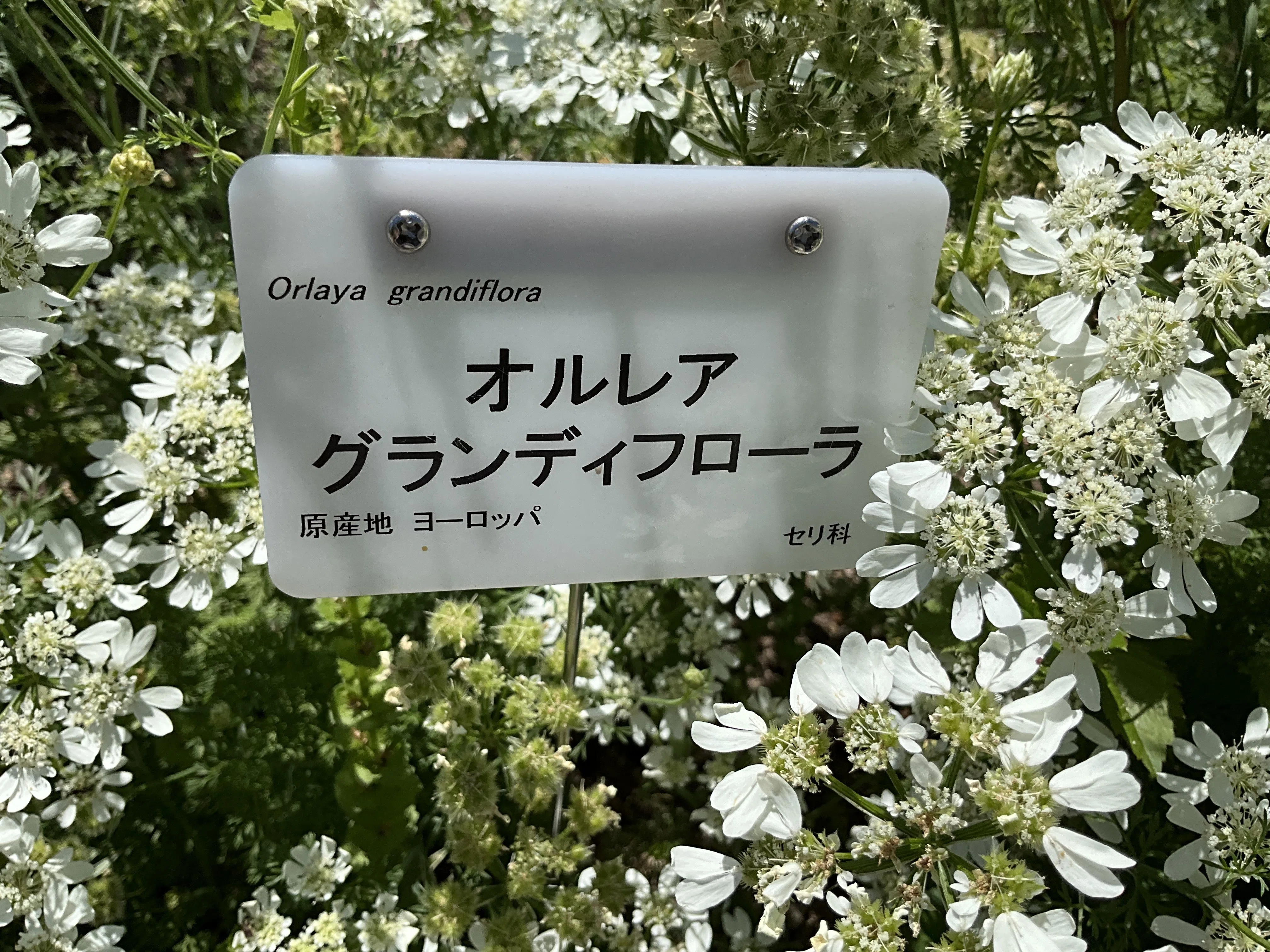 オルレア・グランディフローラ（京都府立植物園）：2026年5月31日（日