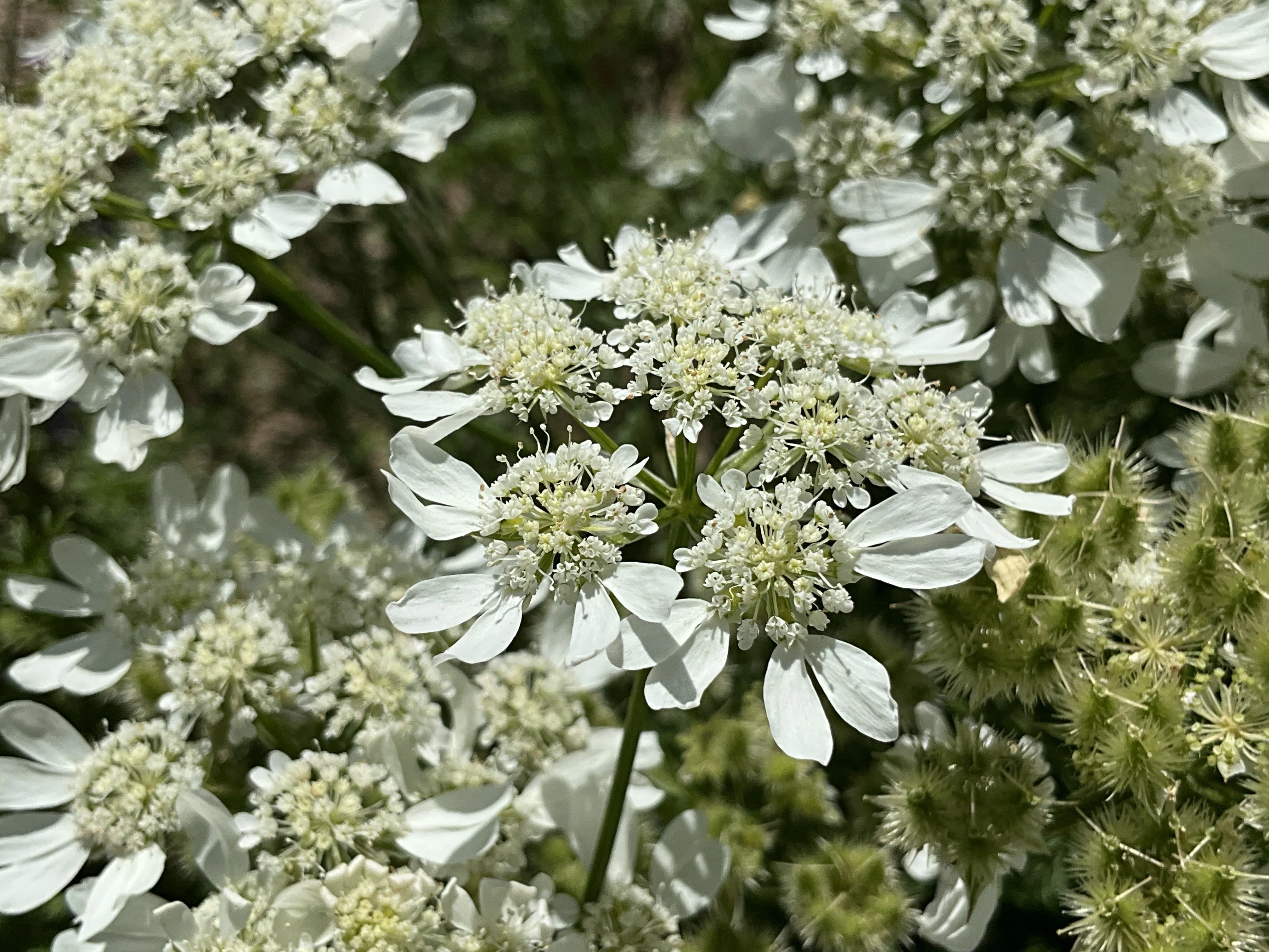 オルレア・グランディフローラ（京都府立植物園）：2026年5月31日（日