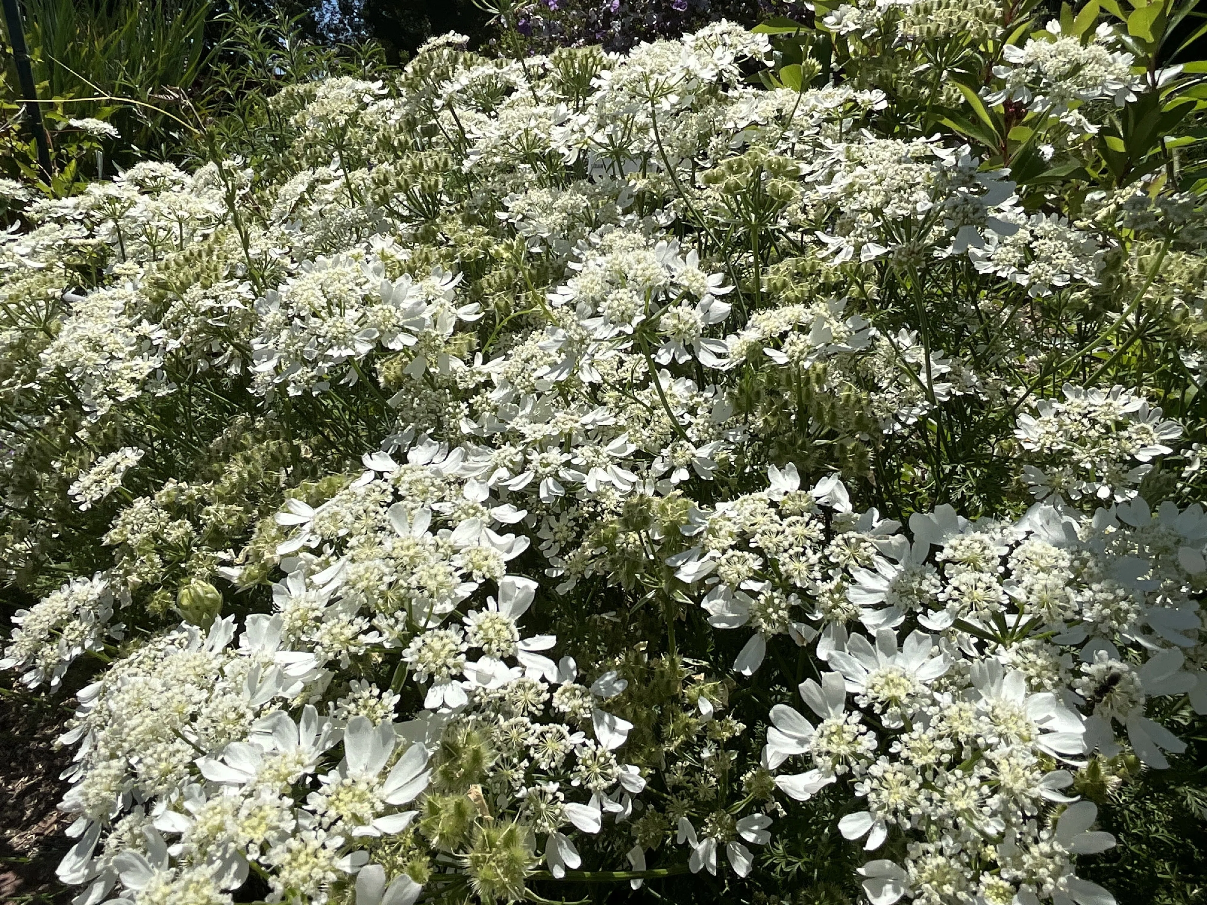 オルレア・グランディフローラ（京都府立植物園）：2026年5月31日（日
