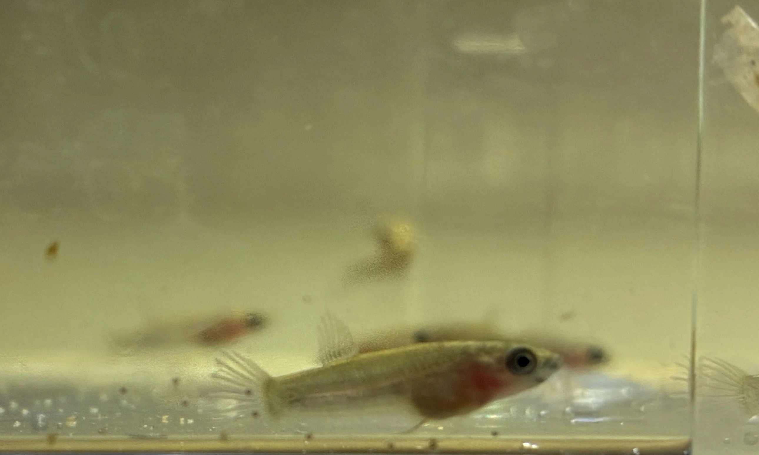 ワイルドベタ アントゥタについて飼育、注意点、繁殖等についてまとめ