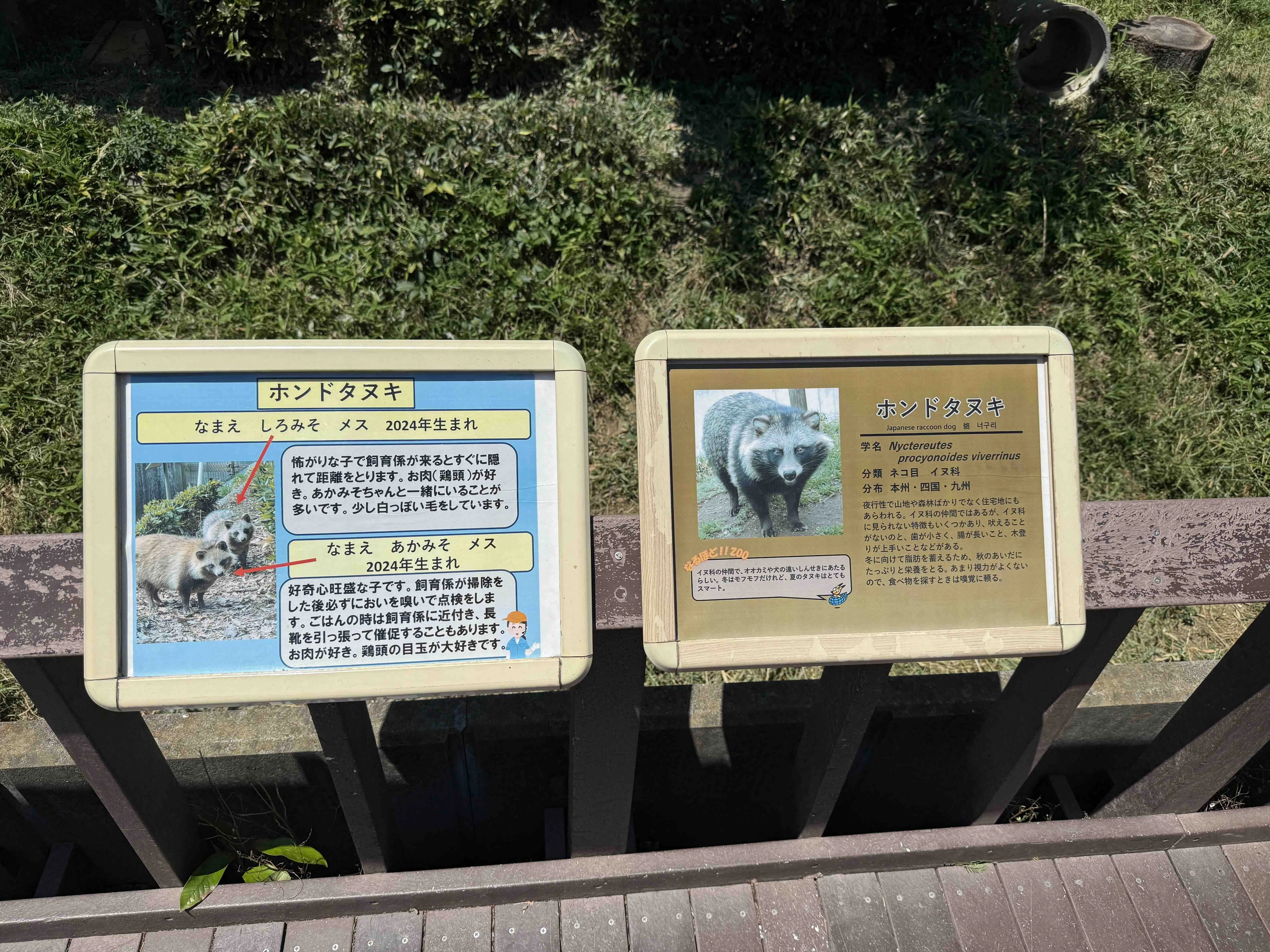 たぬきに会いに行こう！東武動物公園編｜STUDIO-OTOMARU