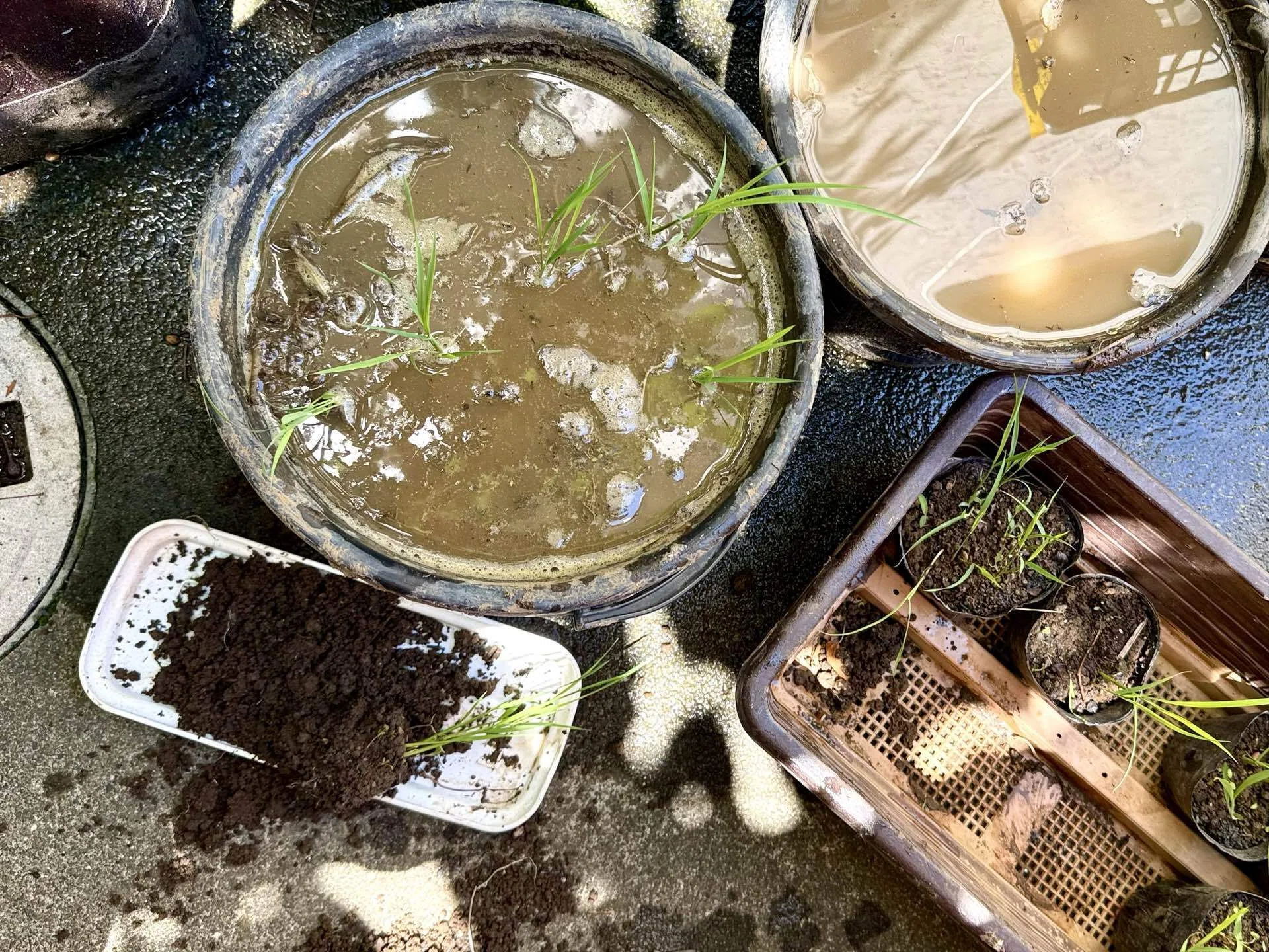 わが家のバケ稲2026 田植え第一弾！〜自分で育てた苗をバケツの土に