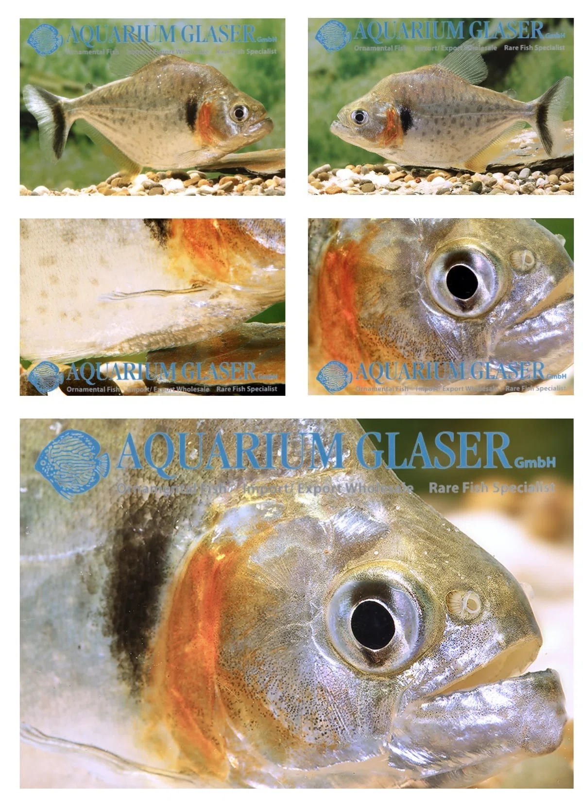 Serrasalmus manueli ピラニア・マヌエリの呼称について｜sato
